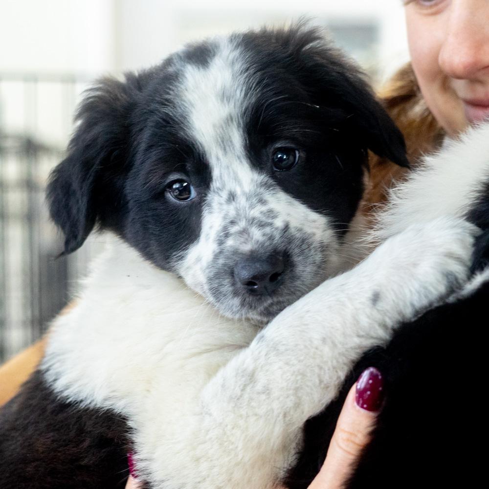 Enlarge Border Collie (2-Females)  , a Adoptable mixed breed in West Grove, PA image 2/5