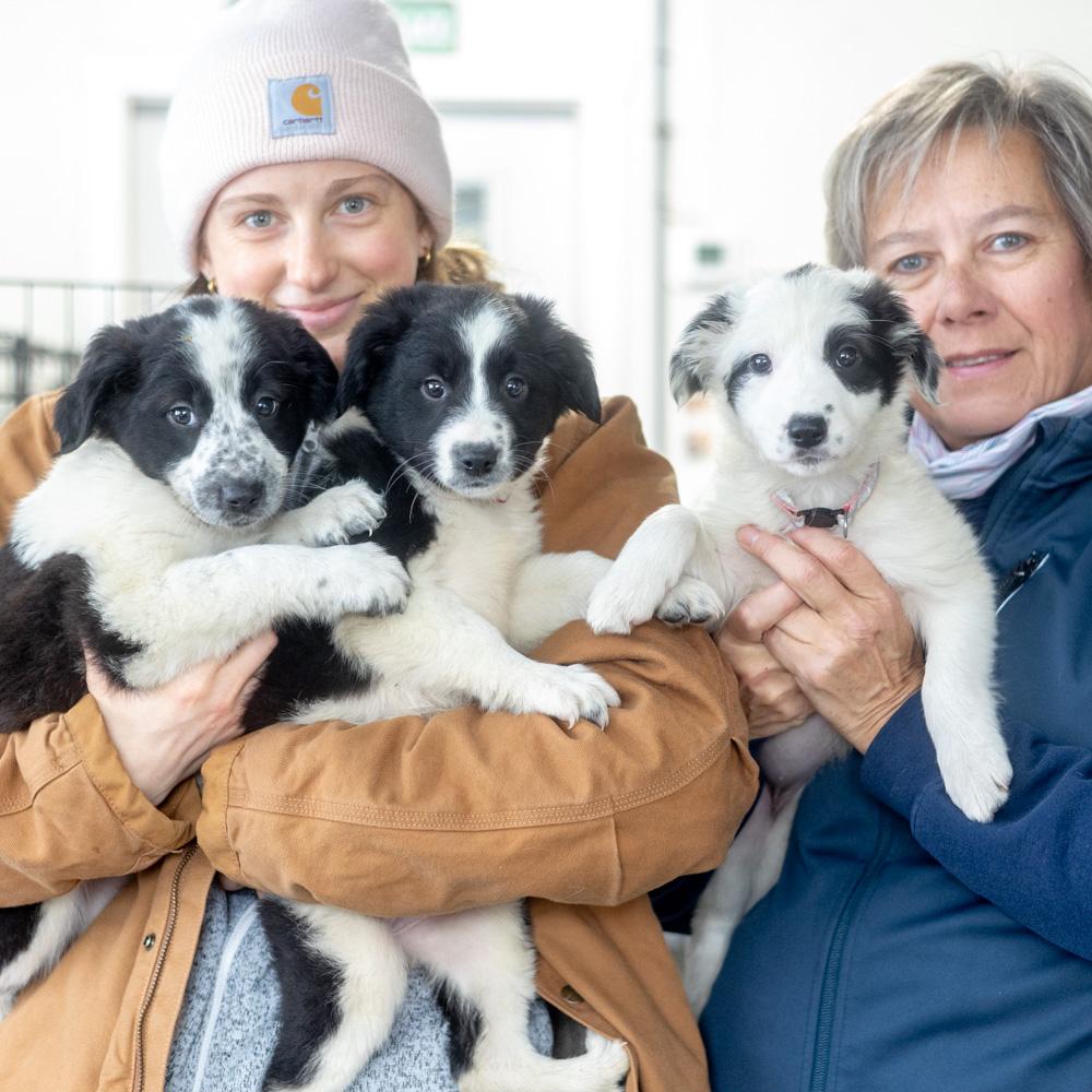 Enlarge Border Collie (2-Females)  , a Adoptable mixed breed in West Grove, PA image 1/5