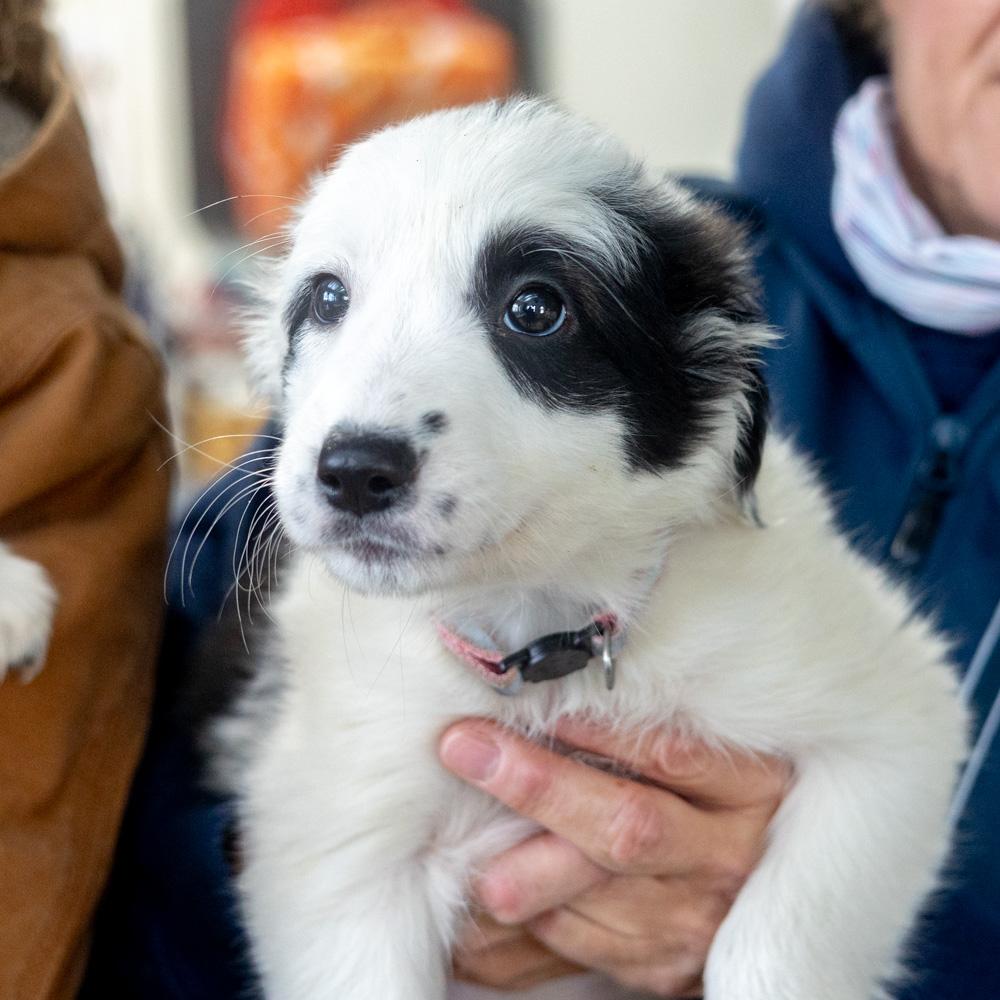 Enlarge Border Collie (2-Females)  , a Adoptable mixed breed in West Grove, PA image 3/5