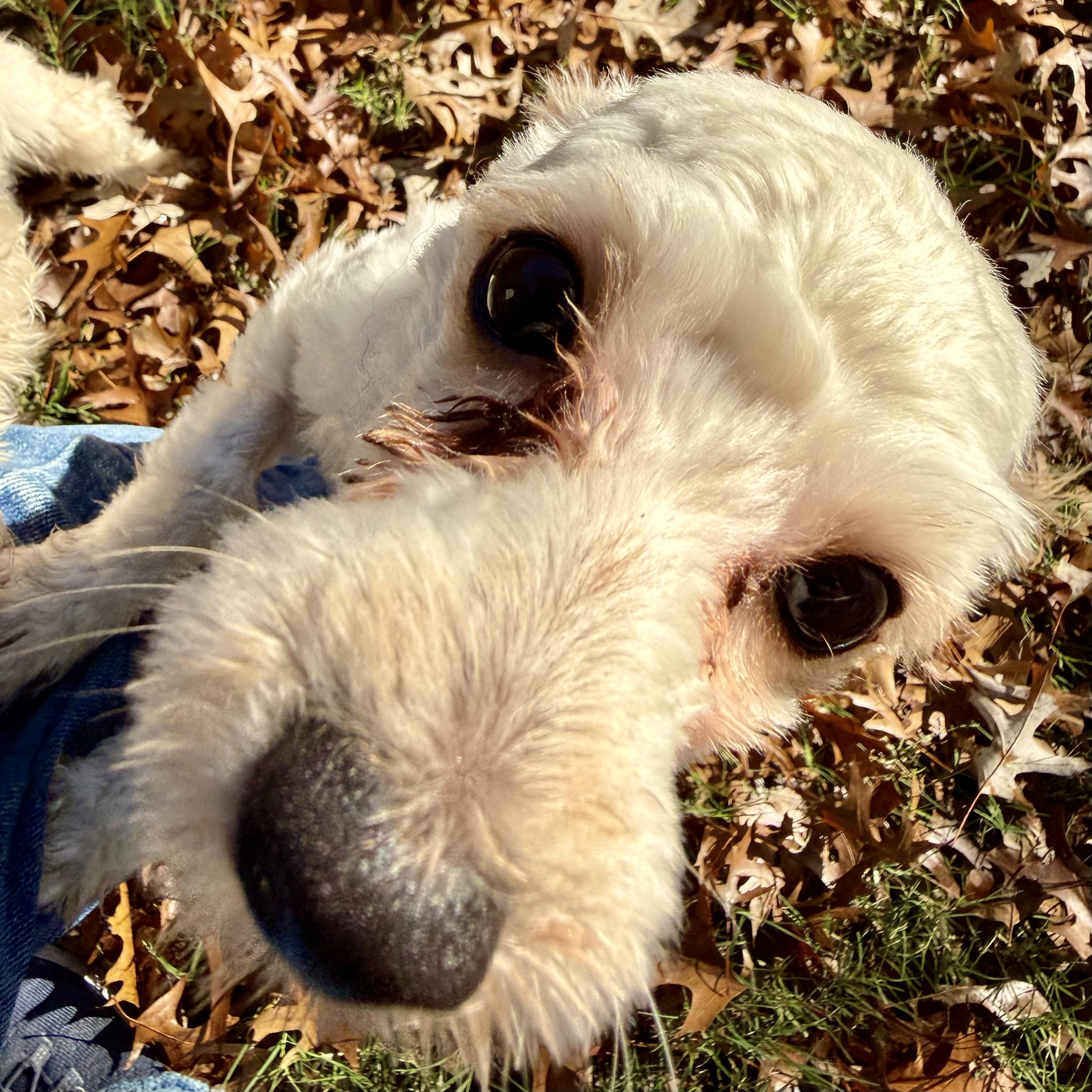 Enlarge DJ, a ADOPTABLE Maltipoo in Broken Arrow, OK image 2/6