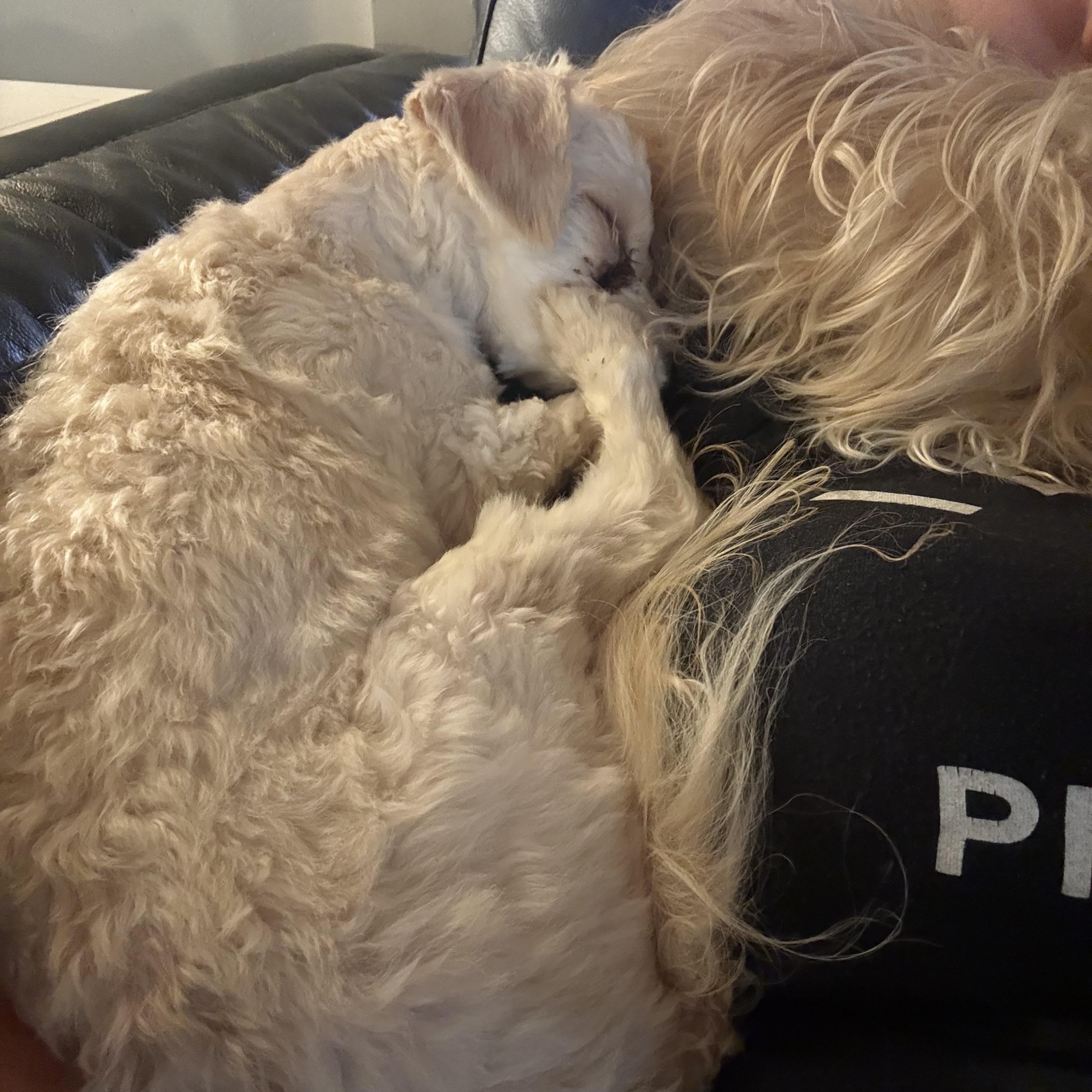 Enlarge DJ, a ADOPTABLE Maltipoo in Broken Arrow, OK image 3/6