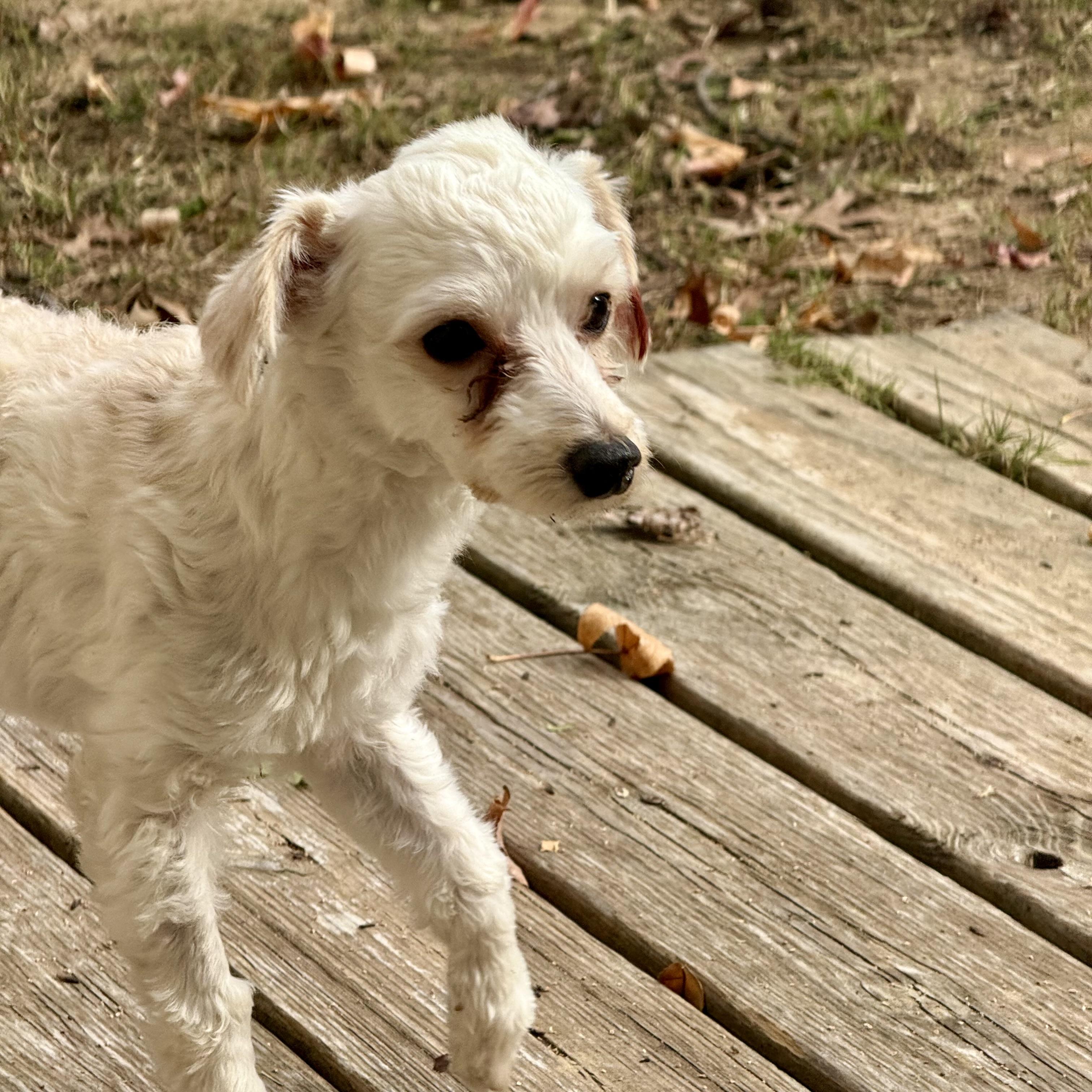 DJ, ADOPTABLE, Young Male Maltipoo.