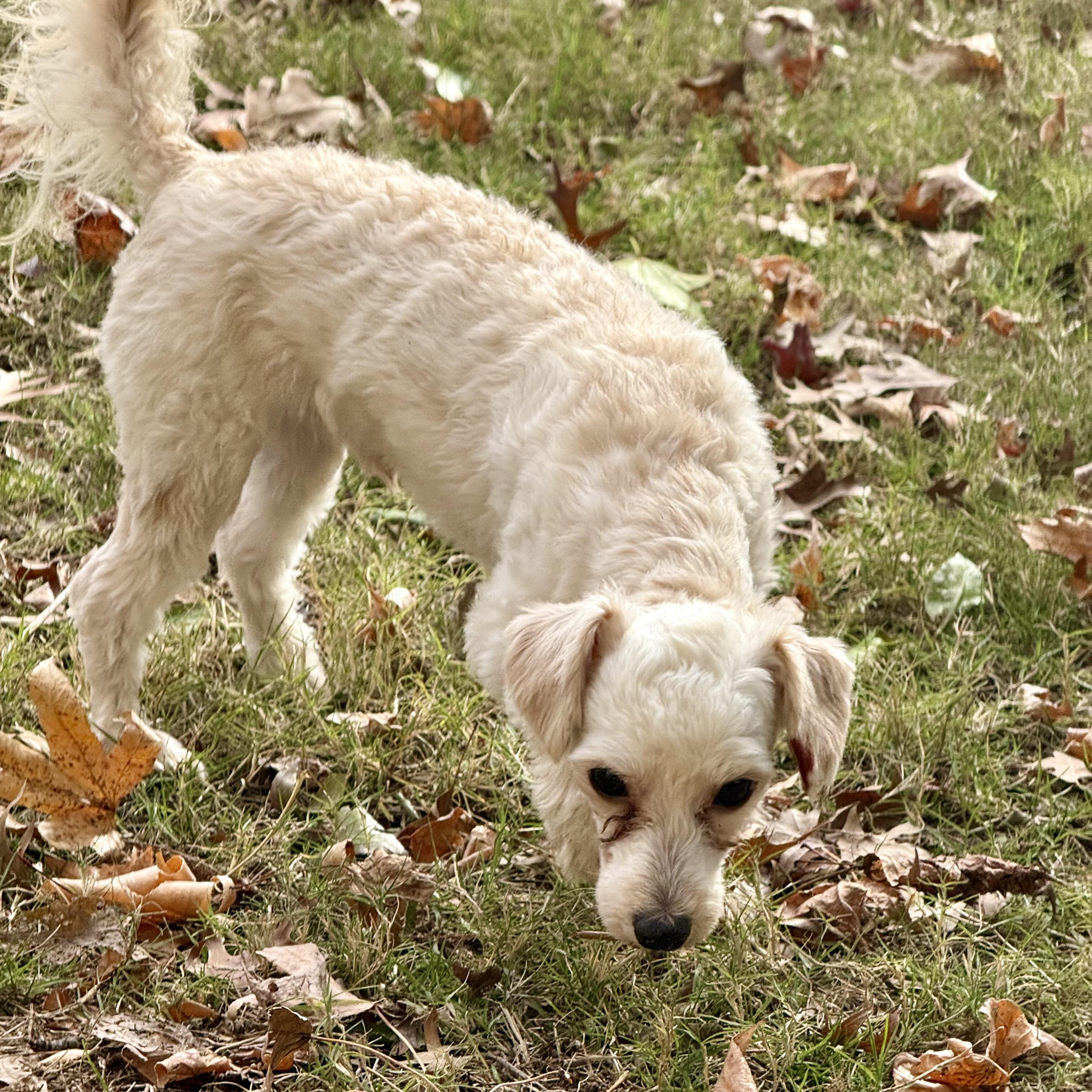 Enlarge DJ, a ADOPTABLE Maltipoo in Broken Arrow, OK image 4/6