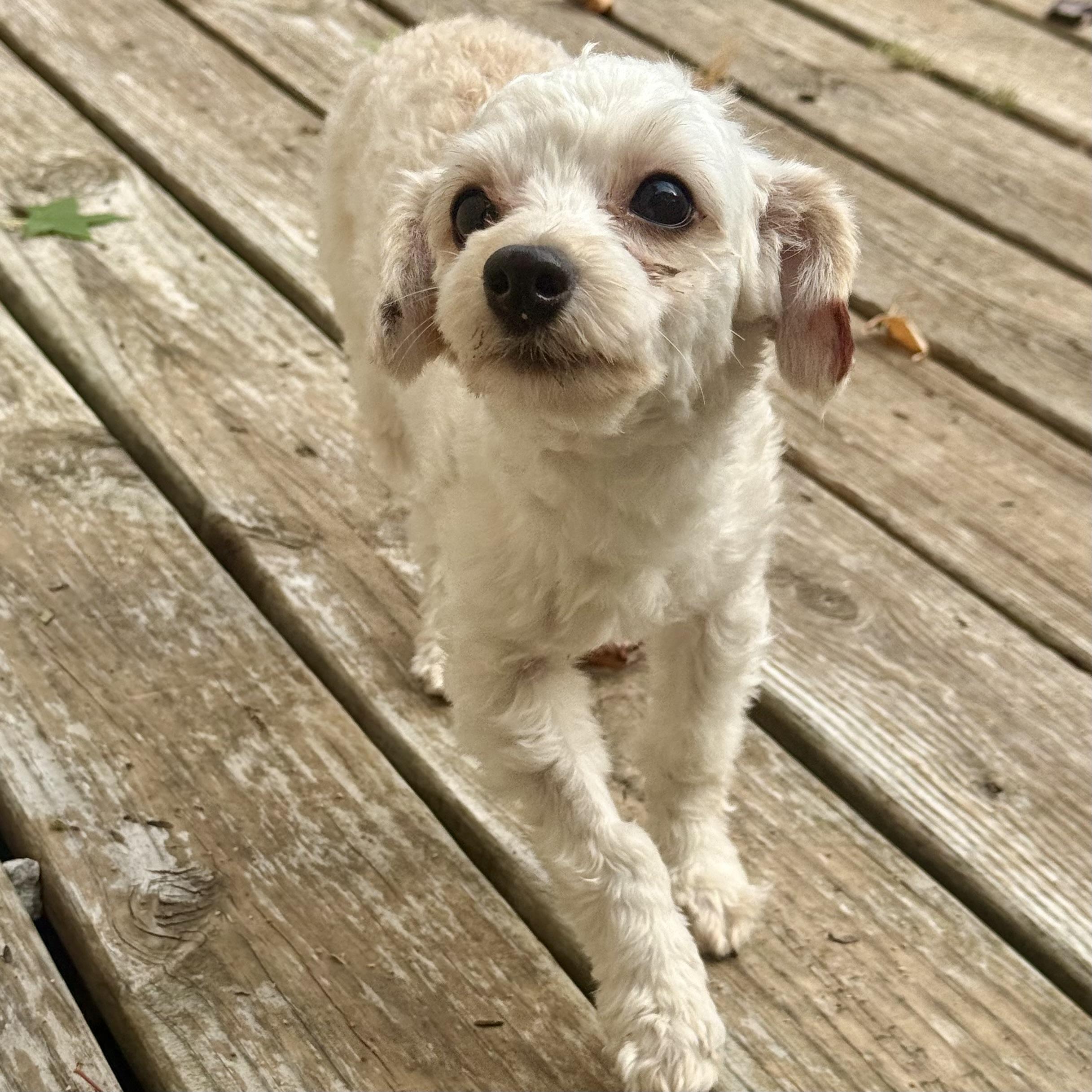 Enlarge DJ, a ADOPTABLE Maltipoo in Broken Arrow, OK image 5/6