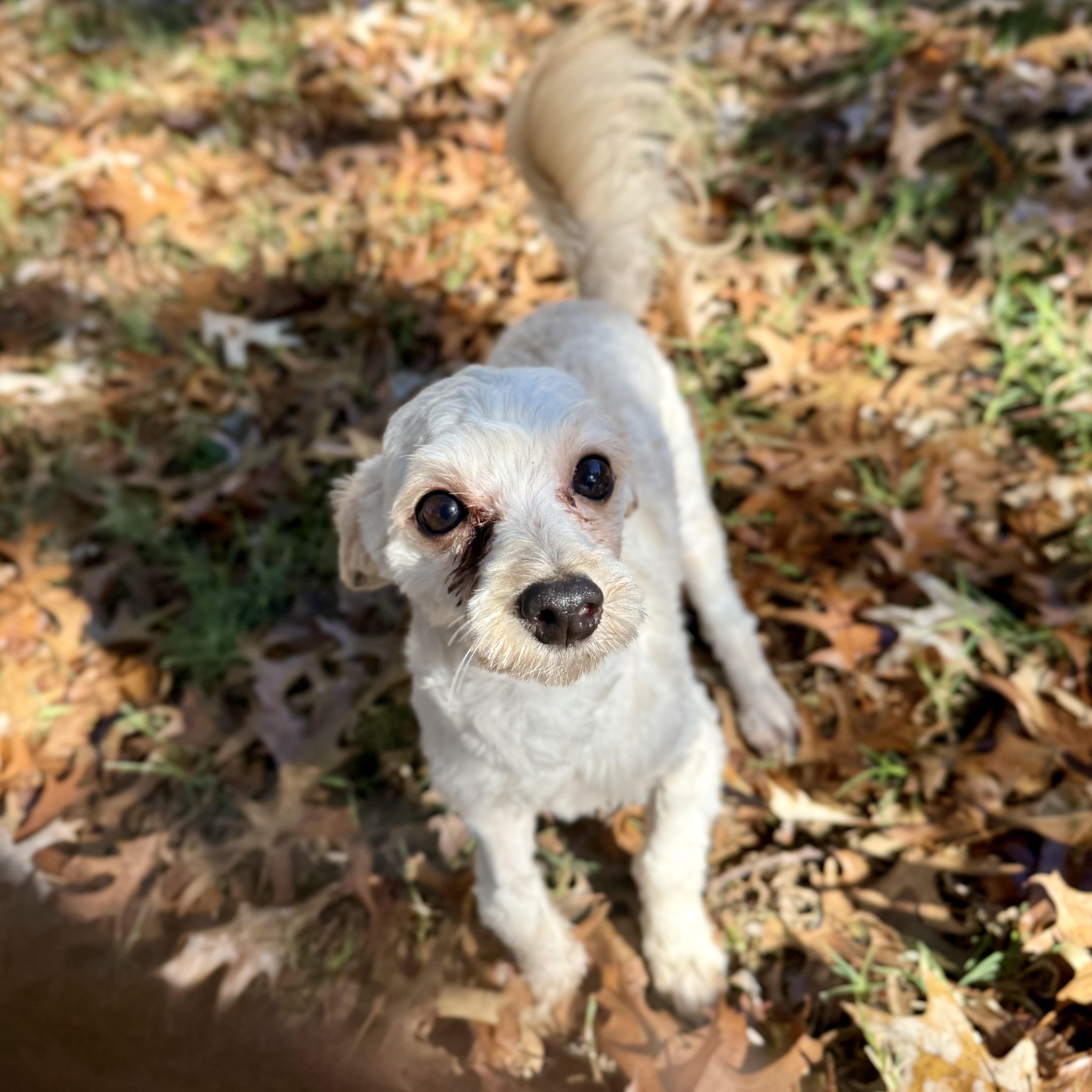 Enlarge DJ, a ADOPTABLE Maltipoo in Broken Arrow, OK image 6/6