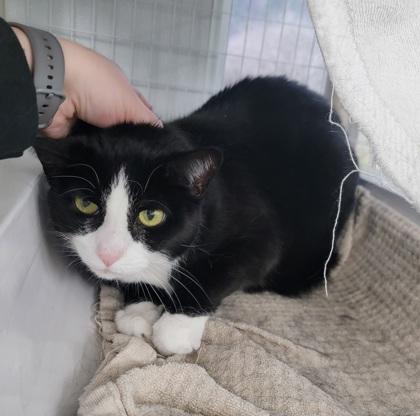 Nora, Adoptable, Adult Female Domestic Short Hair & Domestic Short Hair.