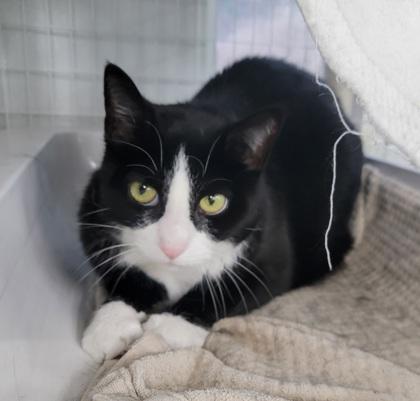 Enlarge Nora, a Adoptable mixed breed in Elmira, NY image 2/2