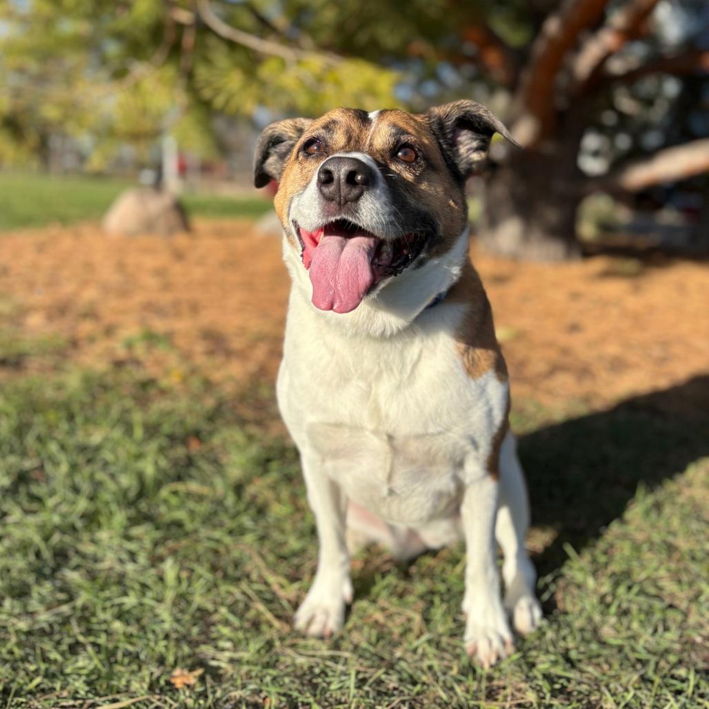 Quila, Adoptable, Senior Female Terrier.
