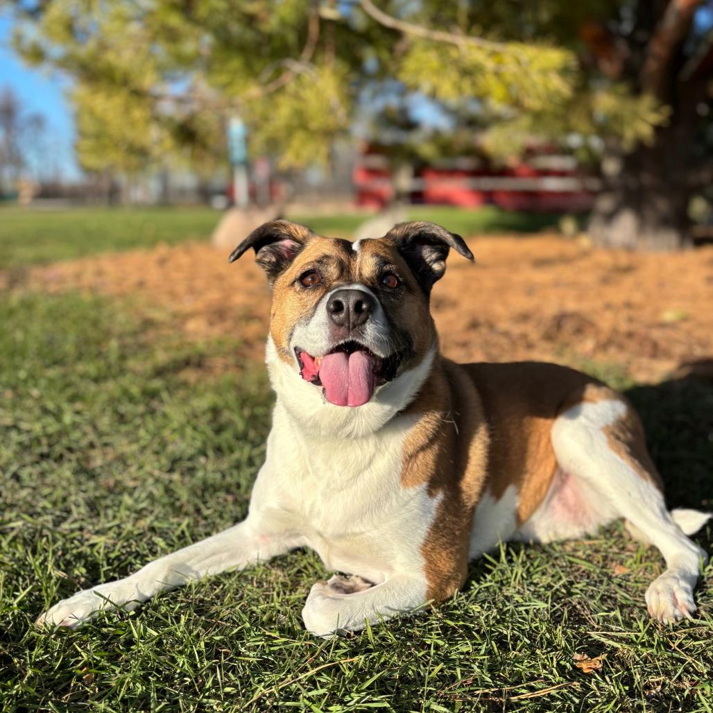 Enlarge Quila, a Adoptable mixed breed in Fargo, ND image 2/6