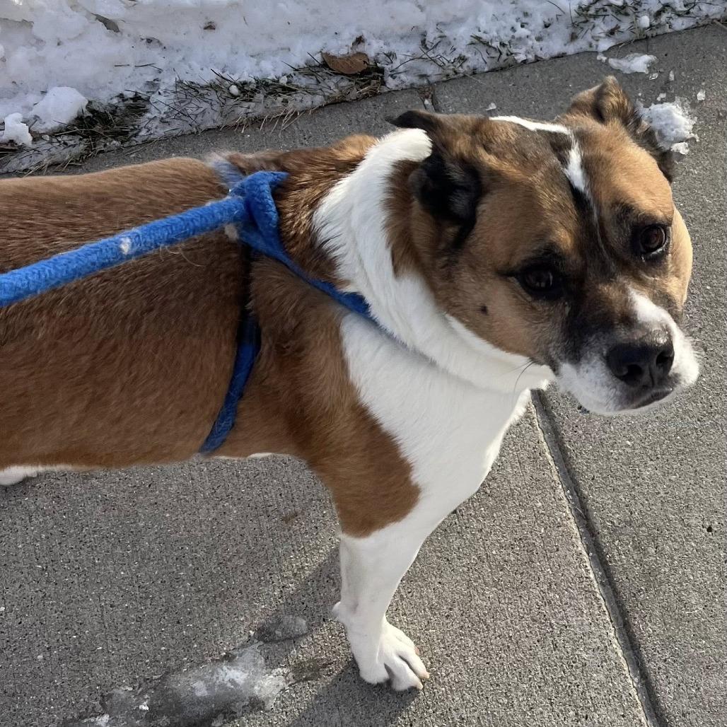 Enlarge Quila, a Adoptable mixed breed in Fargo, ND image 3/6