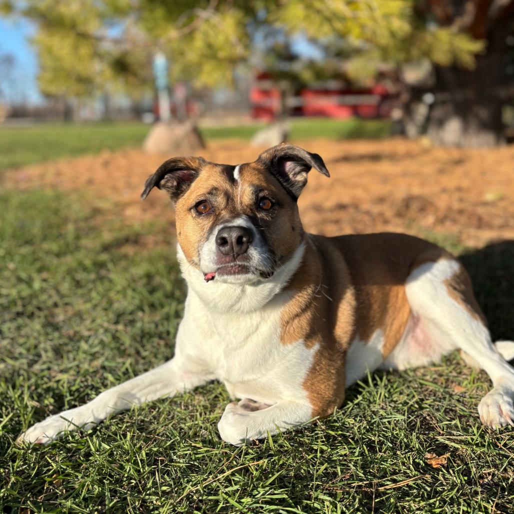 Enlarge Quila, a Adoptable mixed breed in Fargo, ND image 4/6