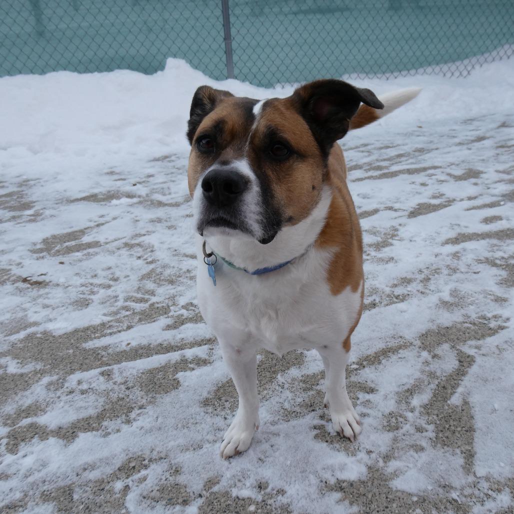 Enlarge Quila, a Adoptable mixed breed in Fargo, ND image 5/6