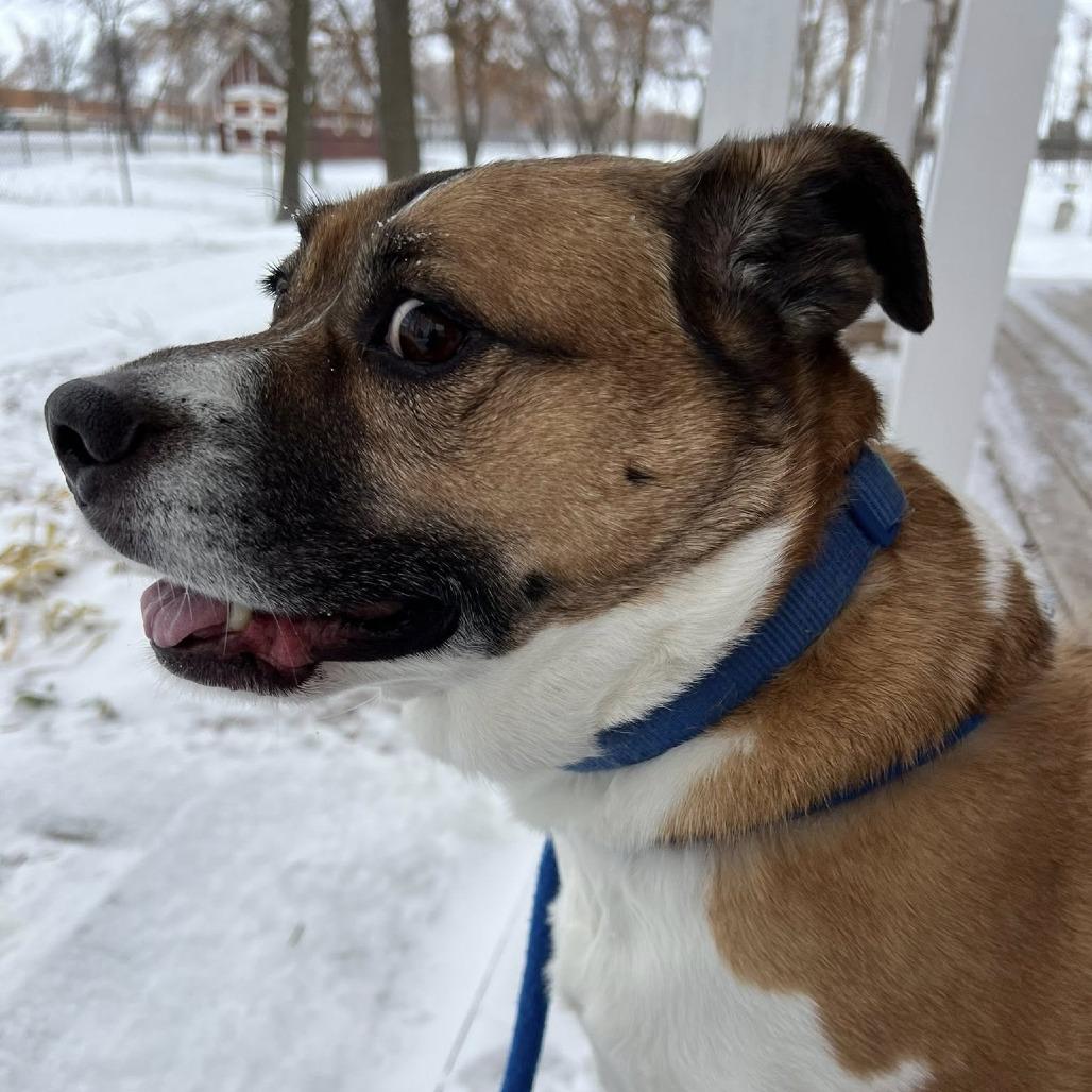 Enlarge Quila, a Adoptable mixed breed in Fargo, ND image 6/6