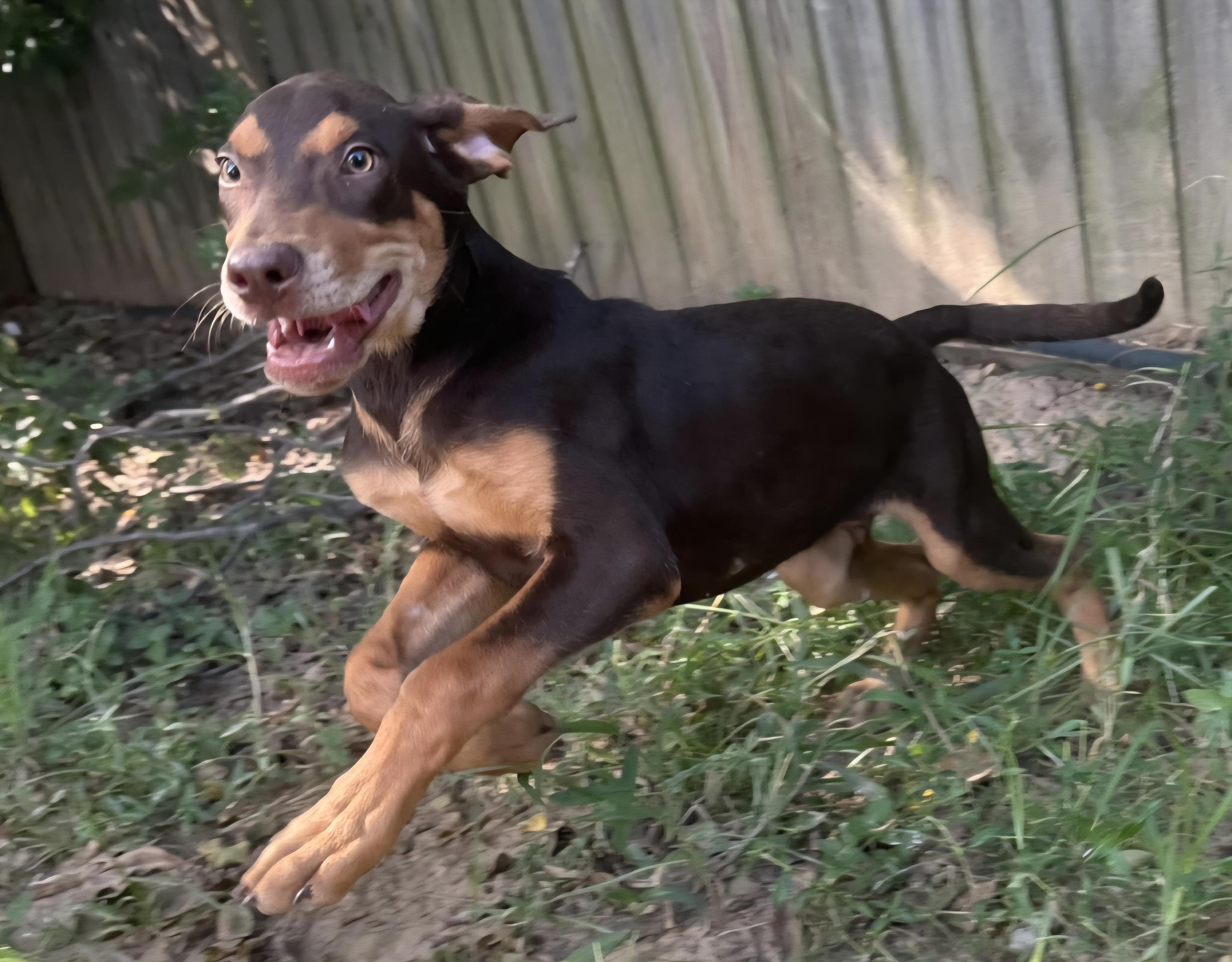 Enlarge Merle, a Adoptable mixed breed in Annandale, VA image 3/6