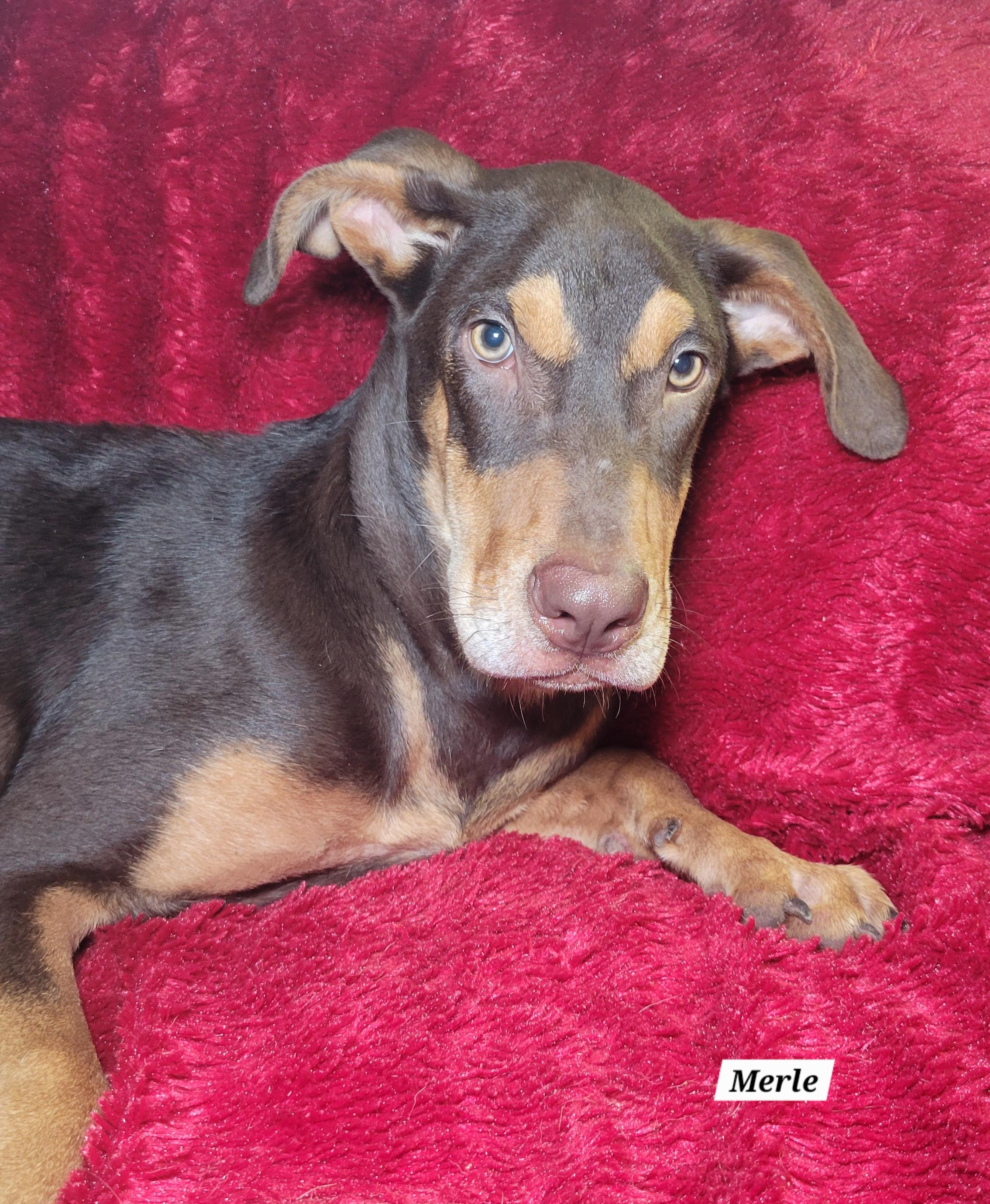 Merle, Adoptable, Young Male Shepherd.