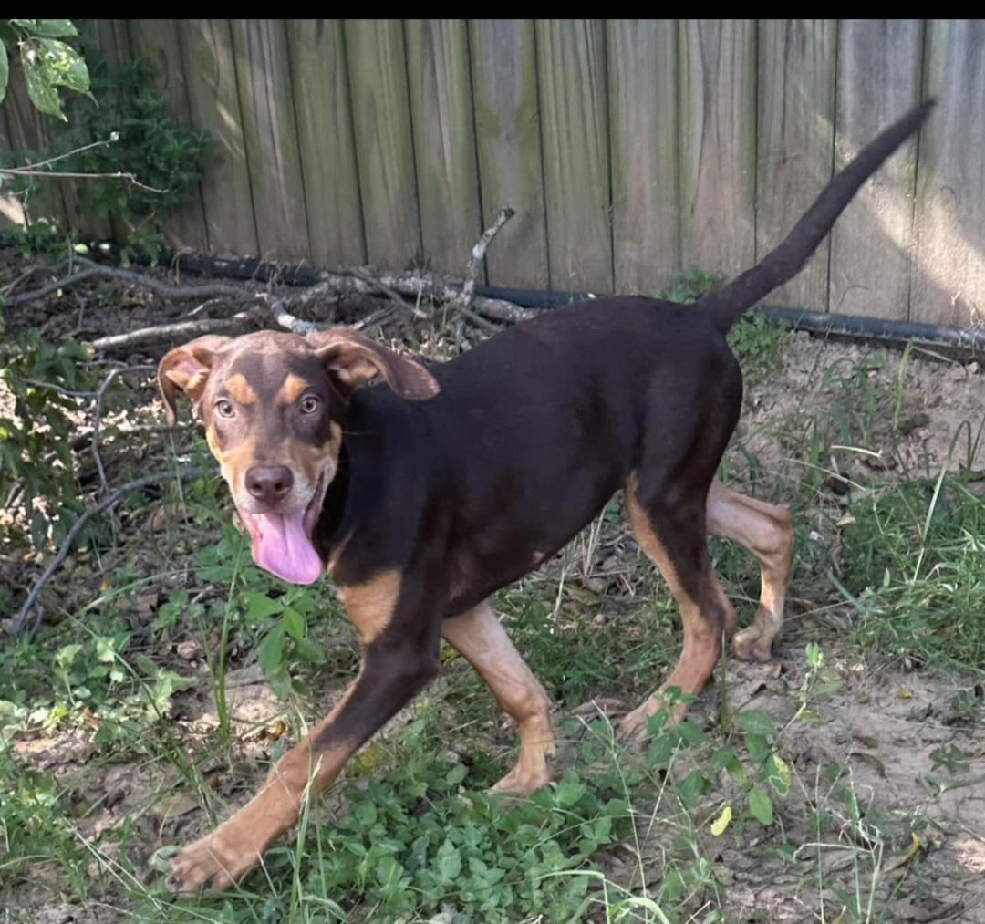 Enlarge Merle, a Adoptable mixed breed in Annandale, VA image 4/6