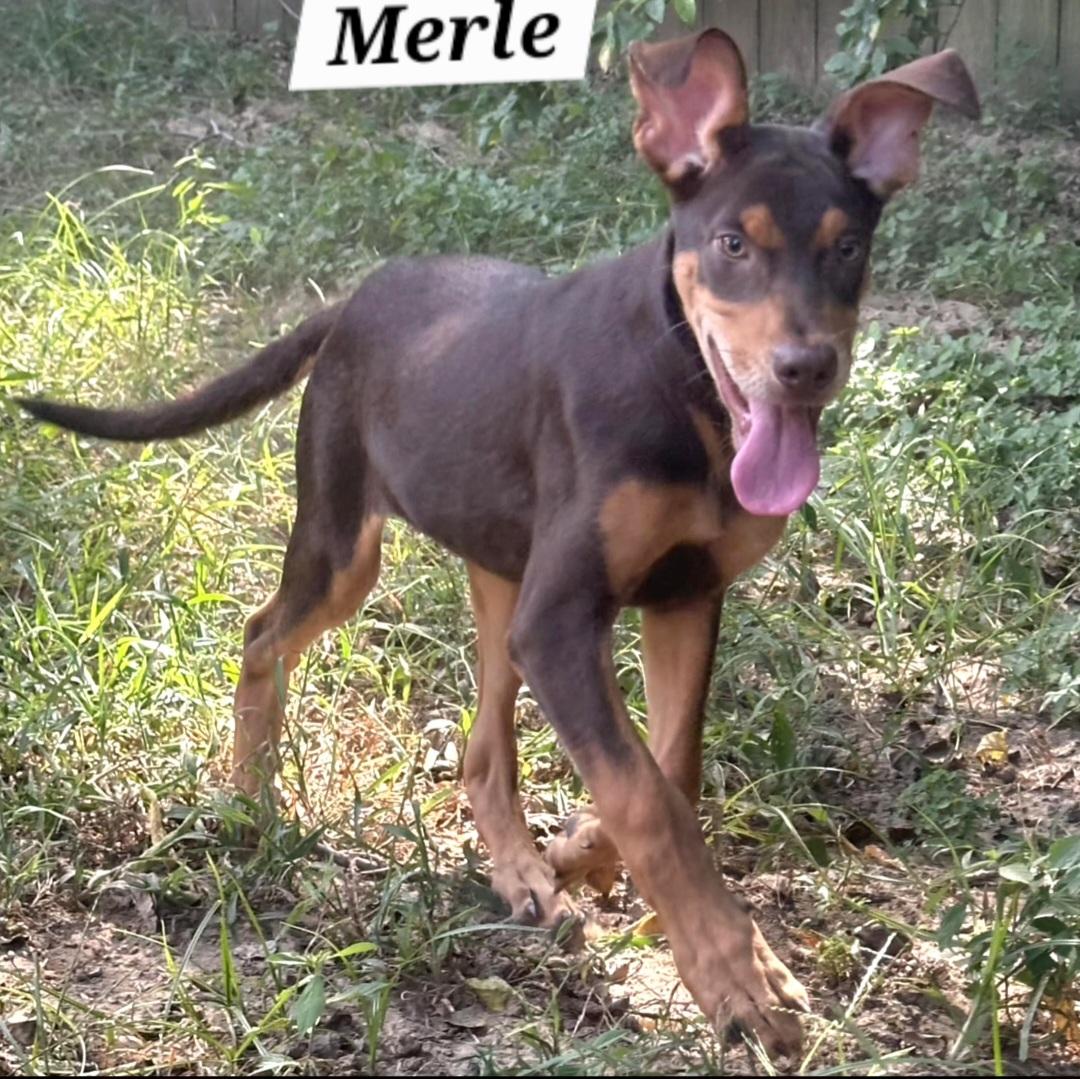 Merle