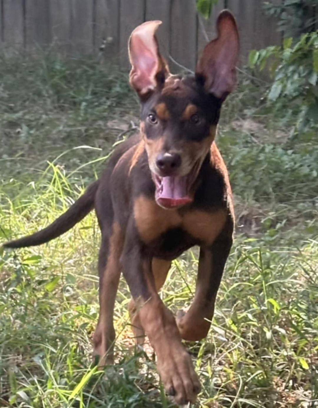 Enlarge Merle, a Adoptable mixed breed in Annandale, VA image 5/6