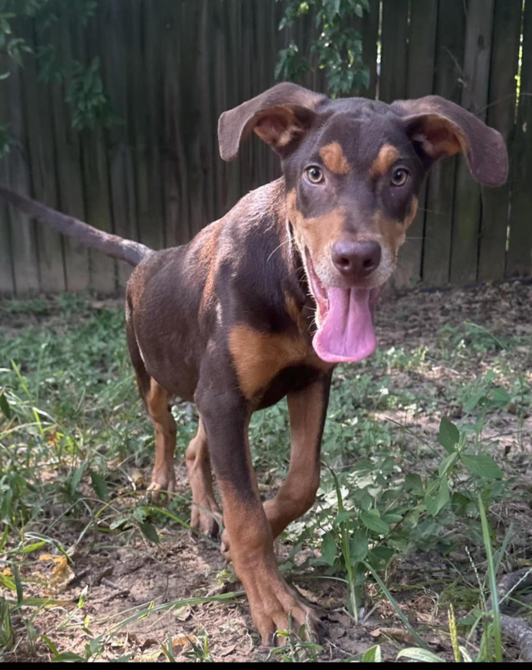 Enlarge Merle, a Adoptable mixed breed in Annandale, VA image 6/6