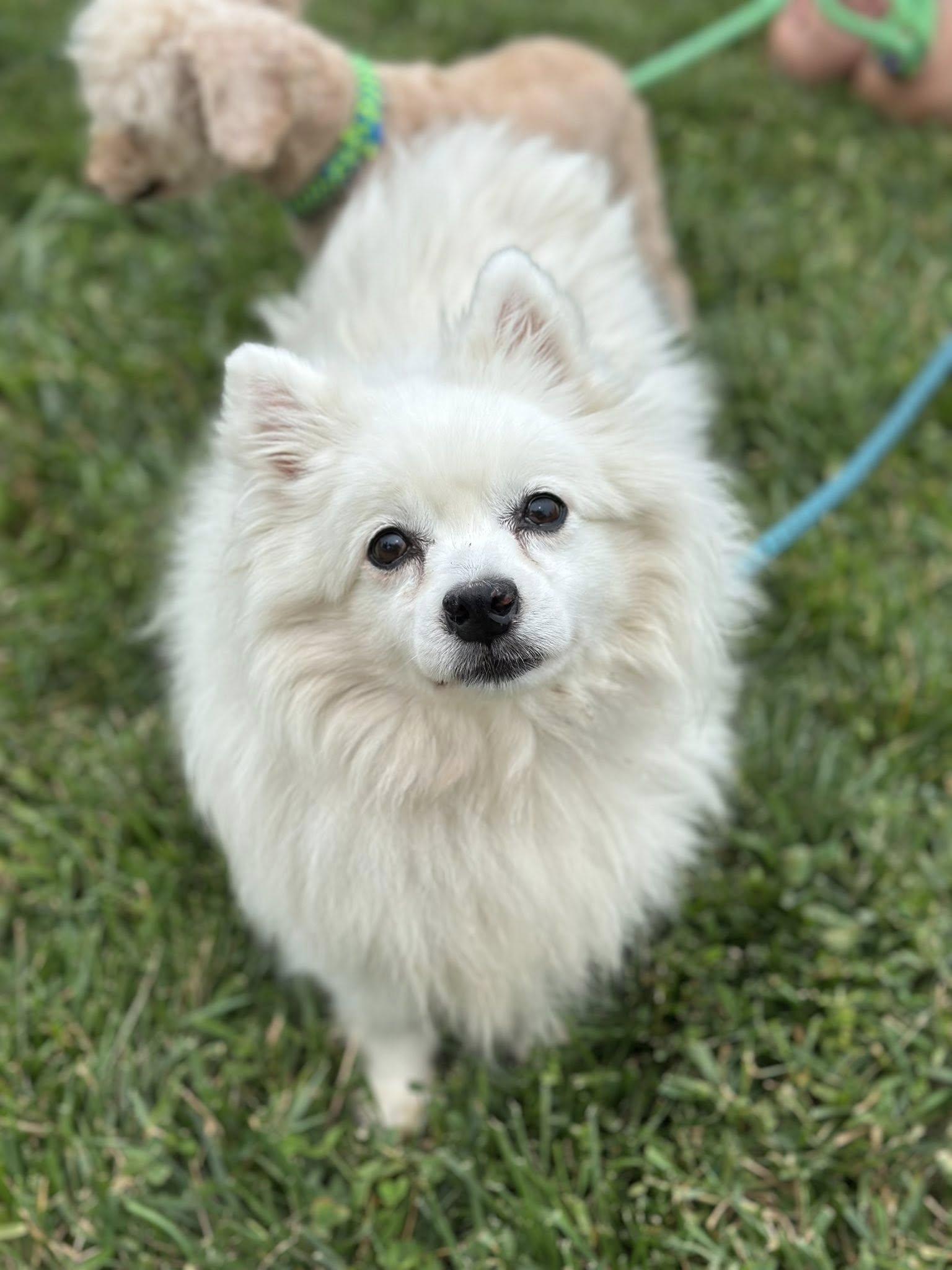 Daisy and Robin - Bonded Pair 3