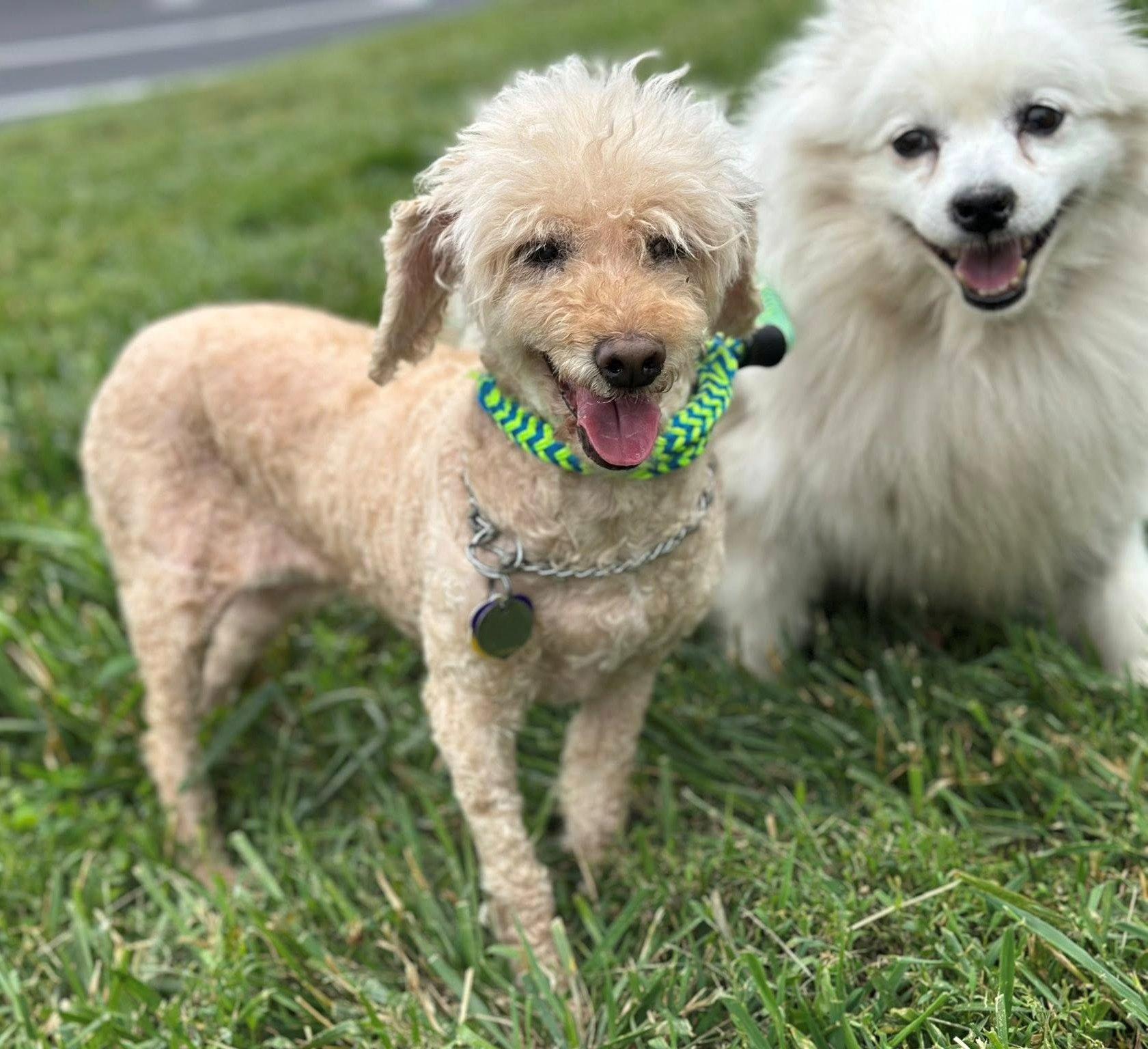 Enlarge Daisy and Robin - Adopted!, a Adopted American Eskimo Dog in Saint Louis, MO image 6/6