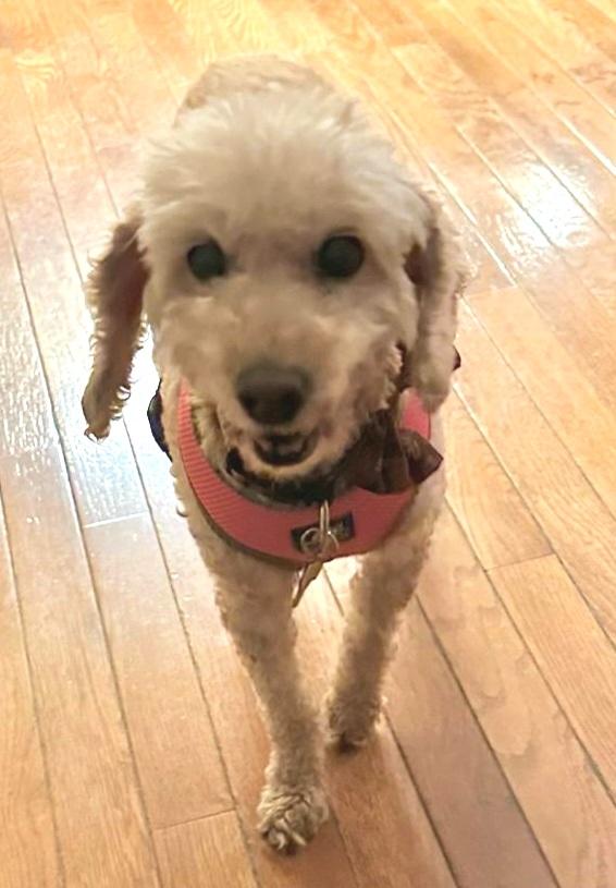 Daisy and Robin - FOSTER HOME NEEDED