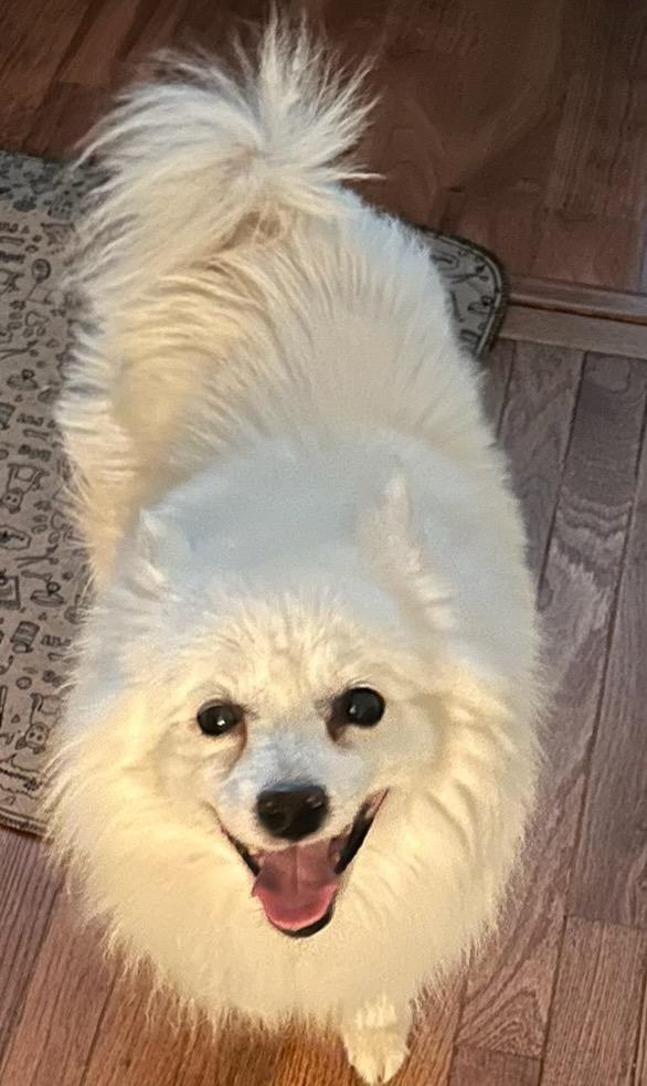 Enlarge Daisy and Robin - Adopted!, a Adopted American Eskimo Dog in Saint Louis, MO image 2/6