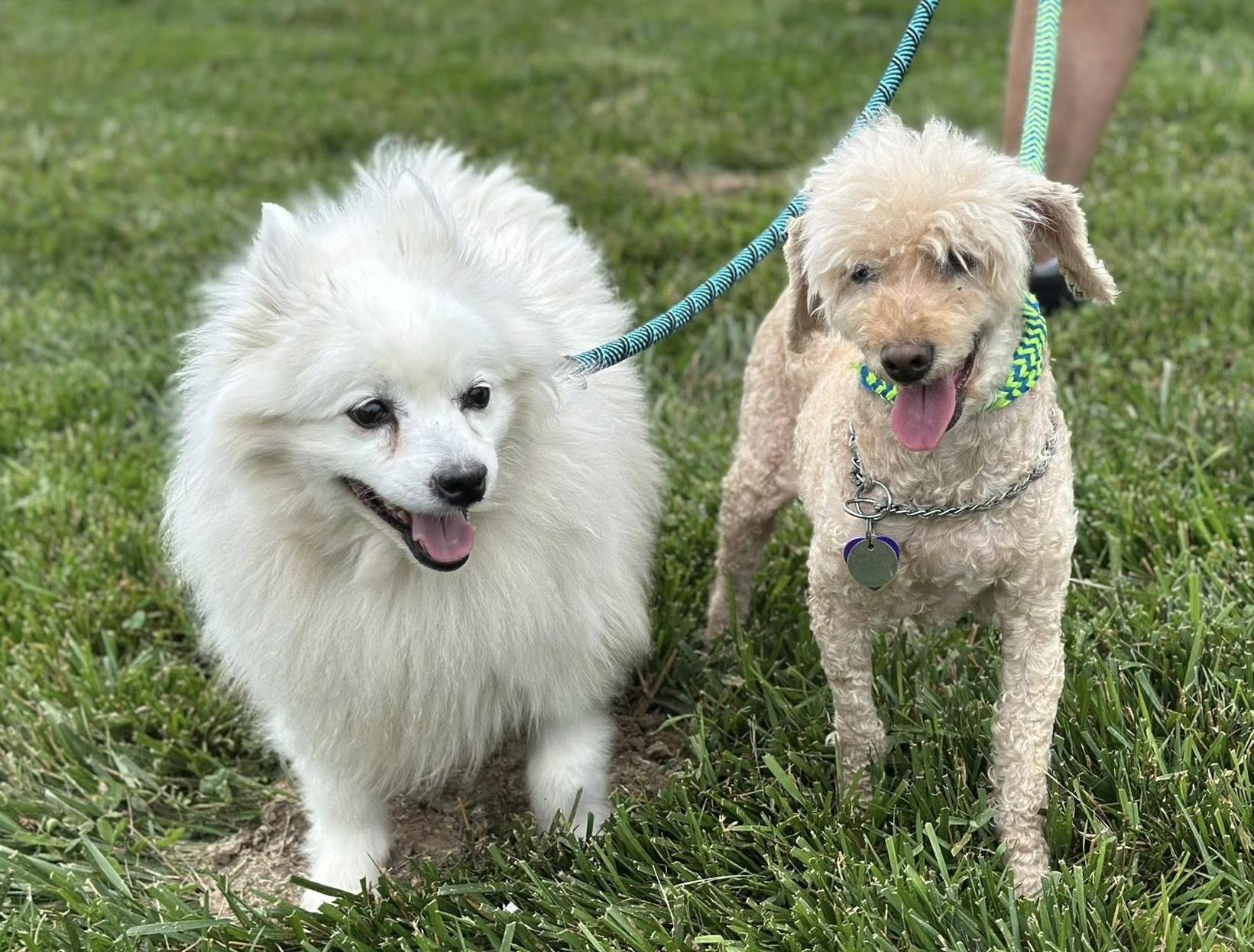 Enlarge Daisy and Robin - Adopted!, a Adopted American Eskimo Dog in Saint Louis, MO image 4/6