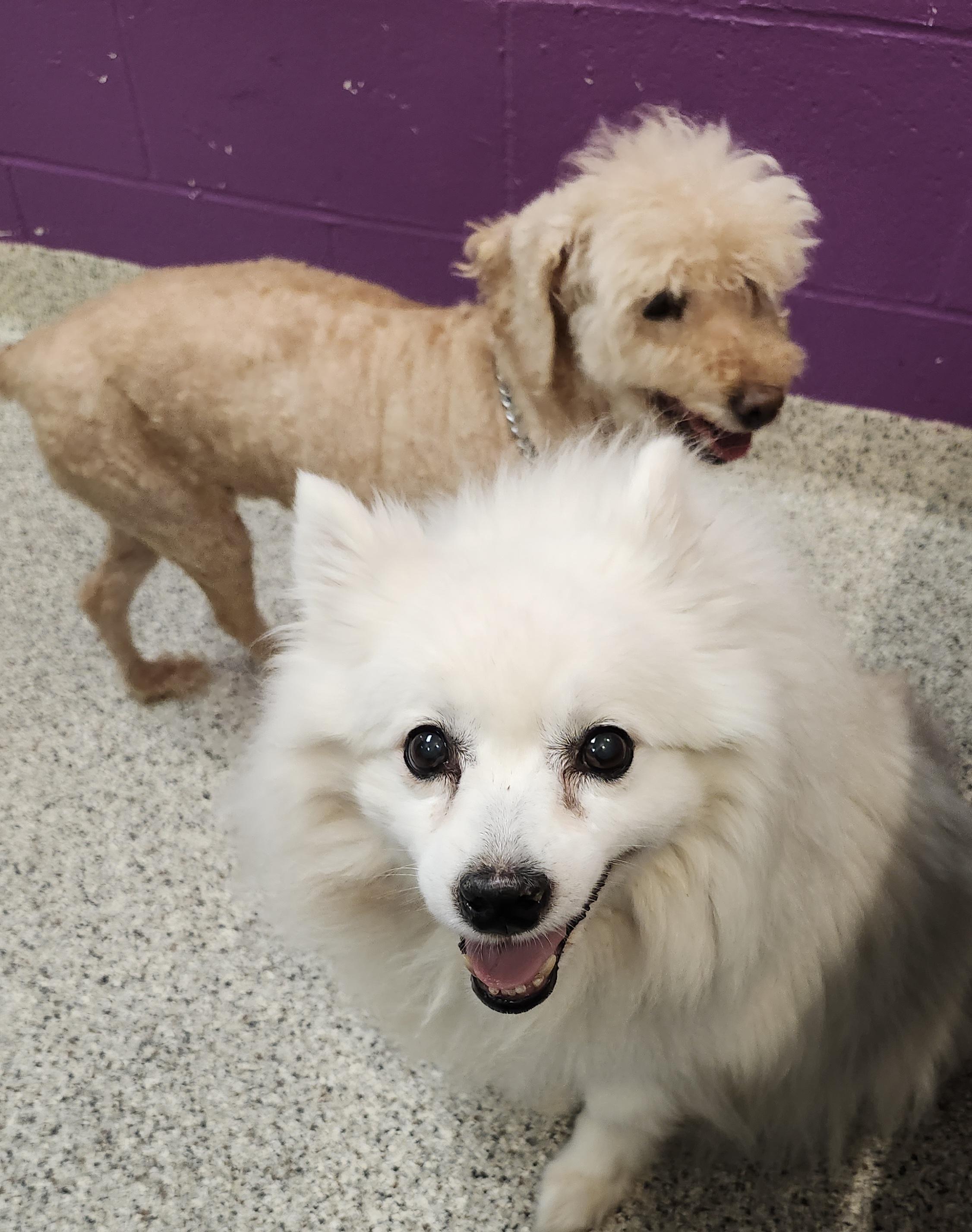 Daisy and Robin - Bonded Pair