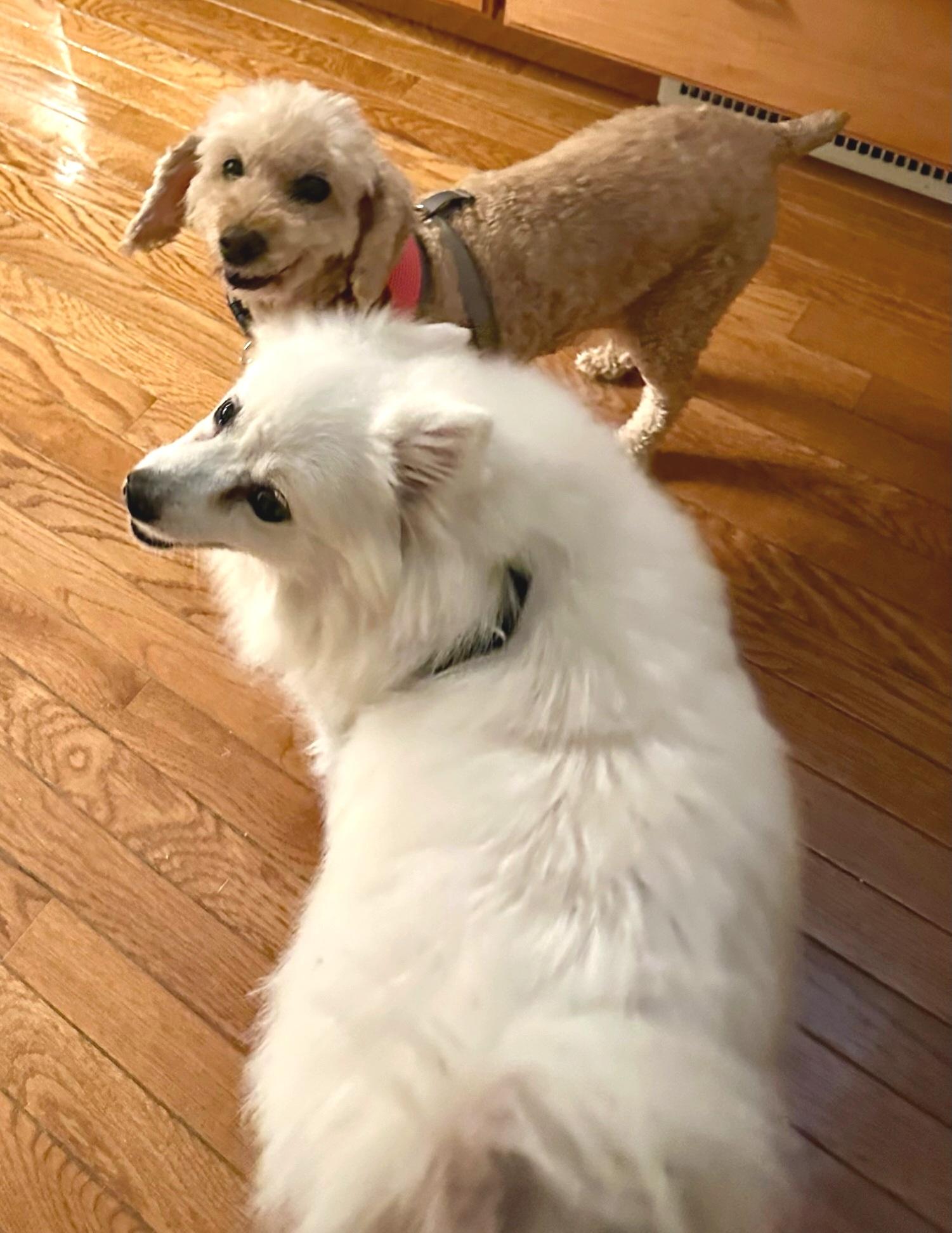 Enlarge Daisy and Robin - Adopted!, a Adopted American Eskimo Dog in Saint Louis, MO image 1/6