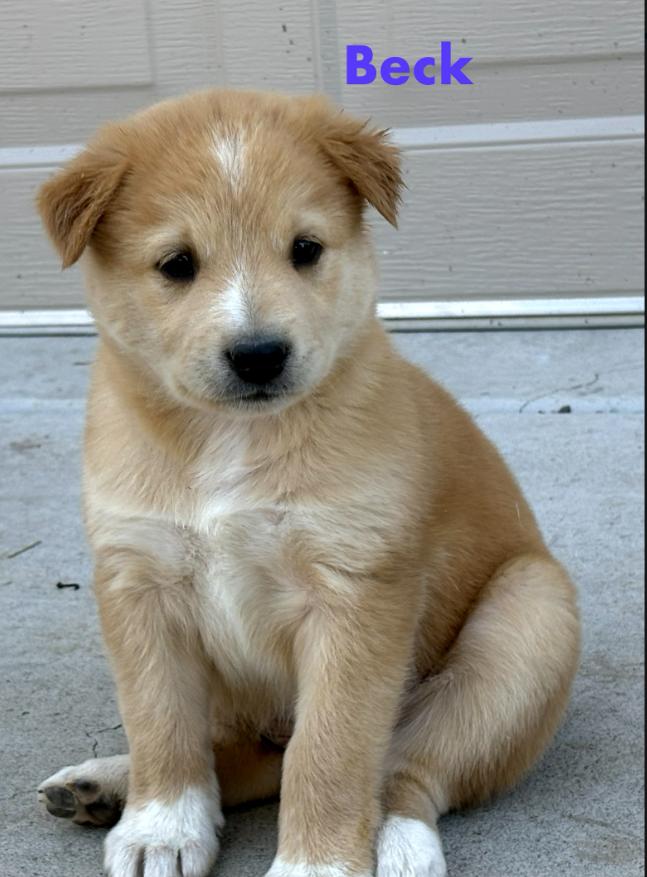 Enlarge Beck, a Adopted mixed breed in Cortez, CO image 1/1