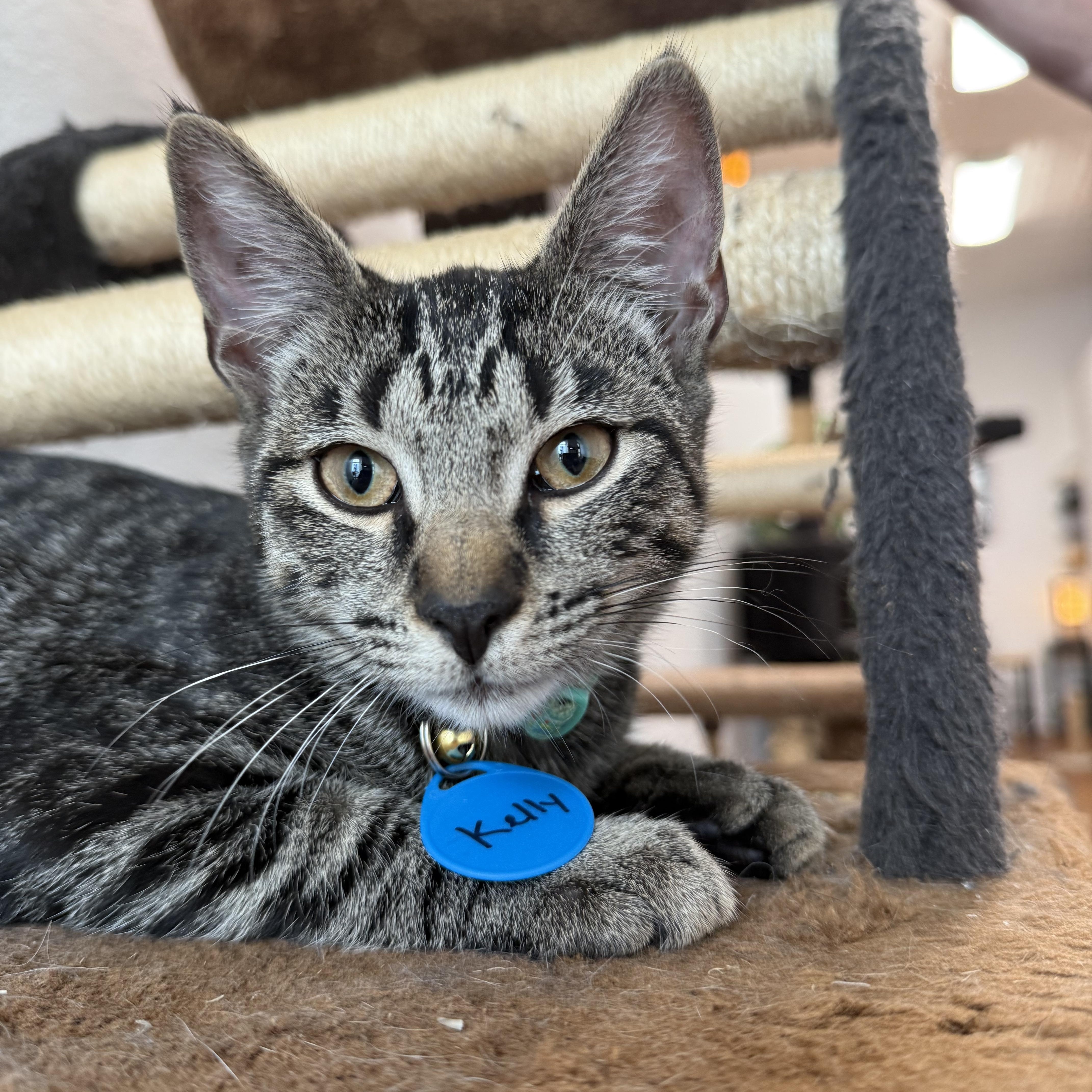 Kelly, Adoptable, Kitten Male Domestic Short Hair.