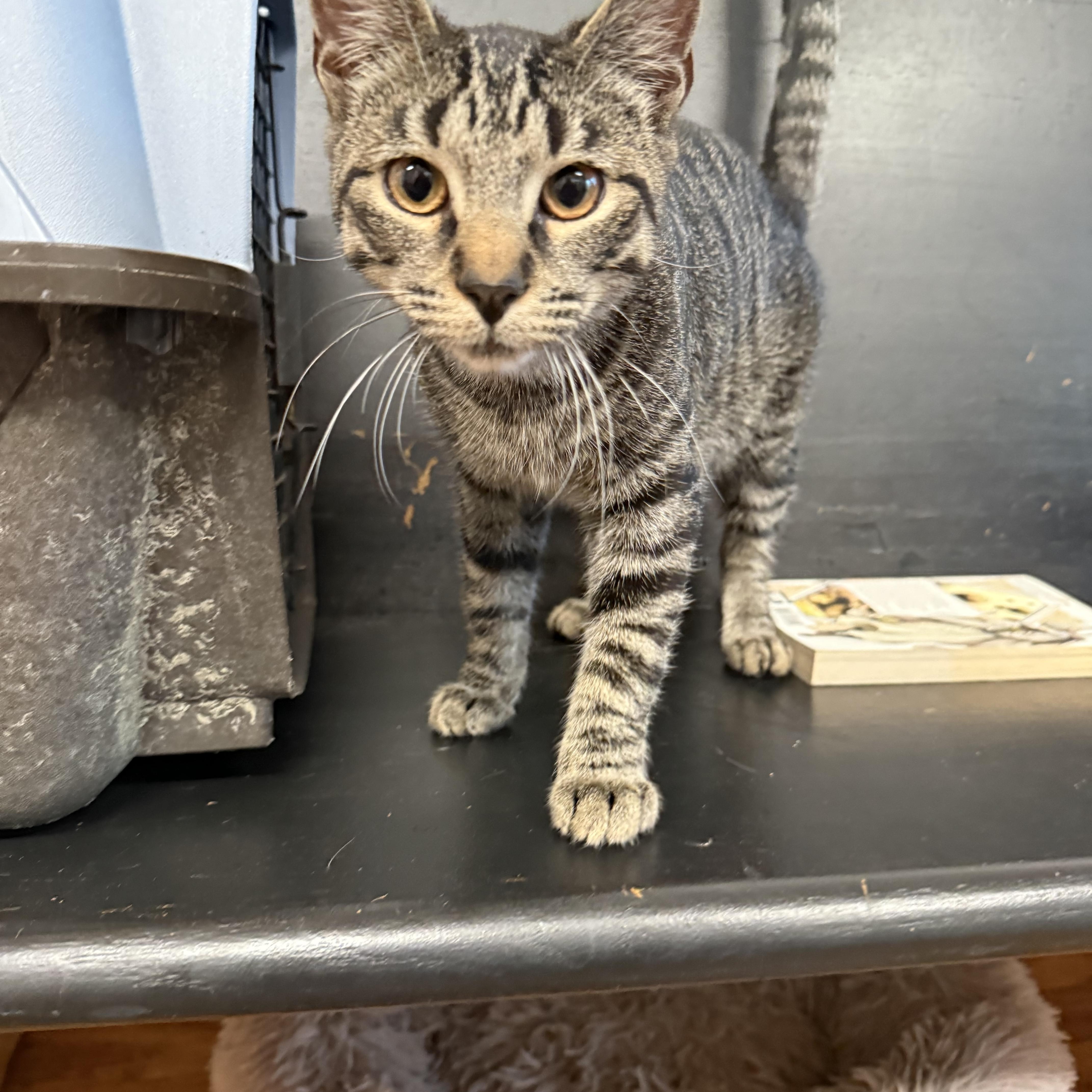 Enlarge Kelly, a Adoptable Domestic Short Hair in Syracuse, NY image 5/5