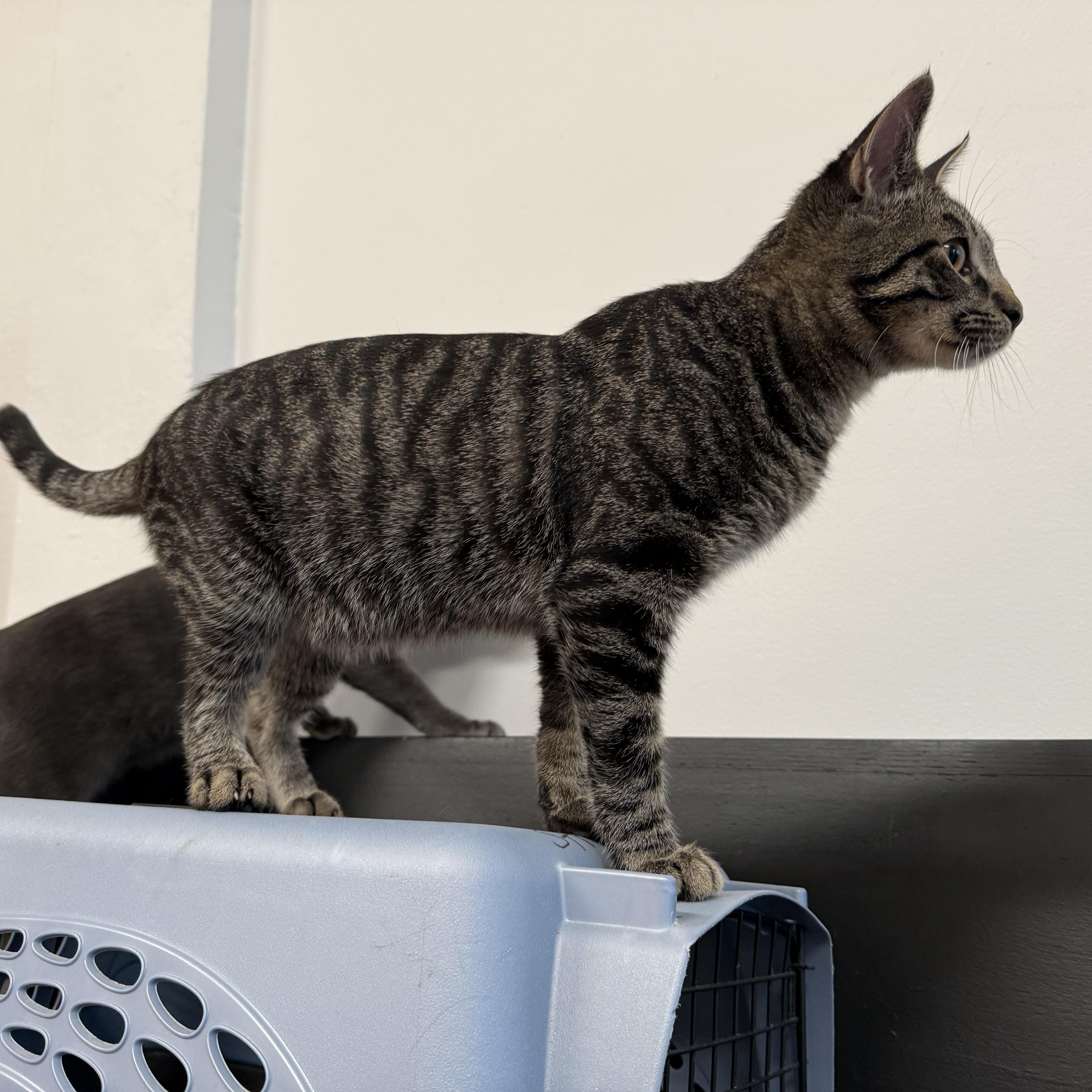 Enlarge Kelly, a Adoptable Domestic Short Hair in Syracuse, NY image 4/5