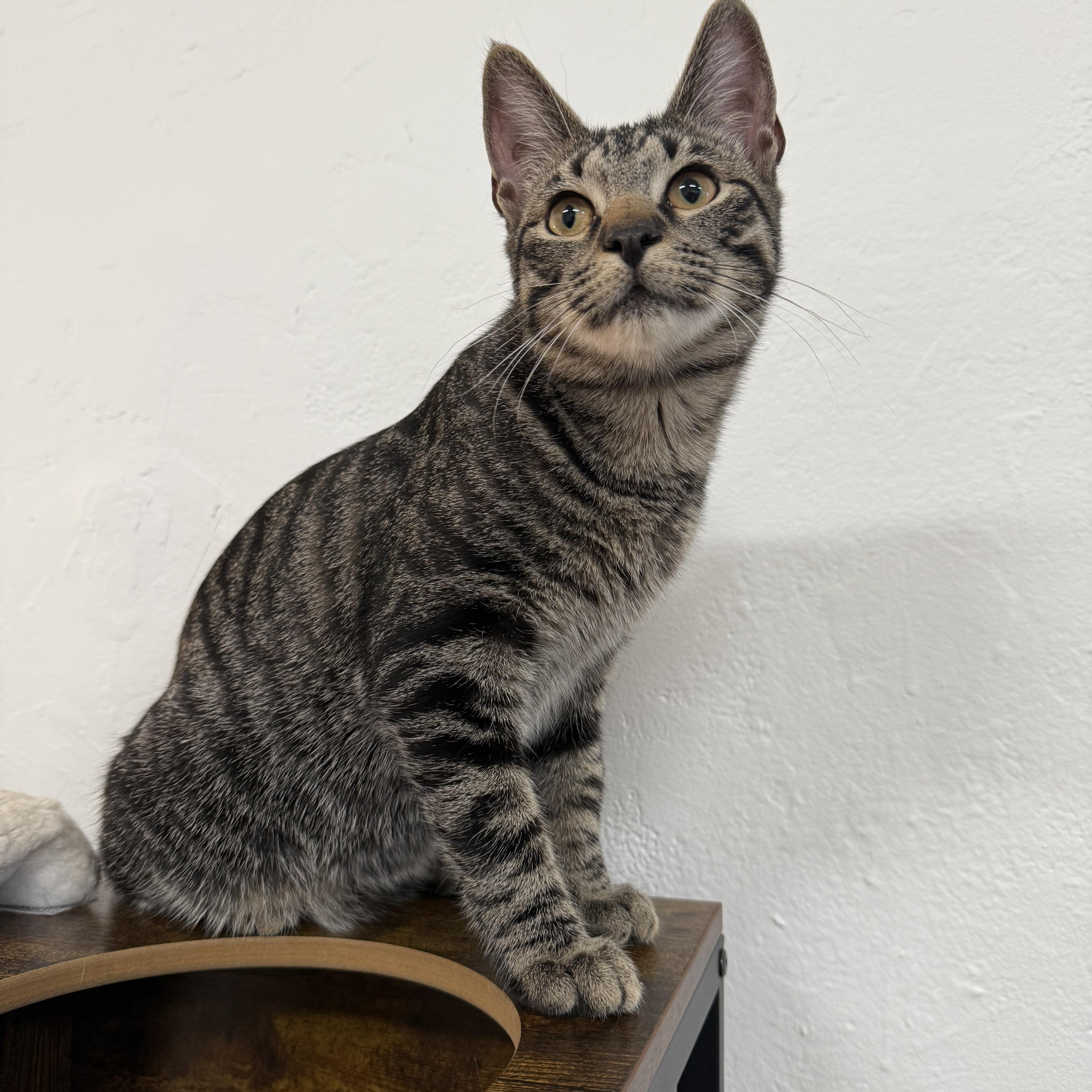 Enlarge Kelly, a Adoptable Domestic Short Hair in Syracuse, NY image 1/5