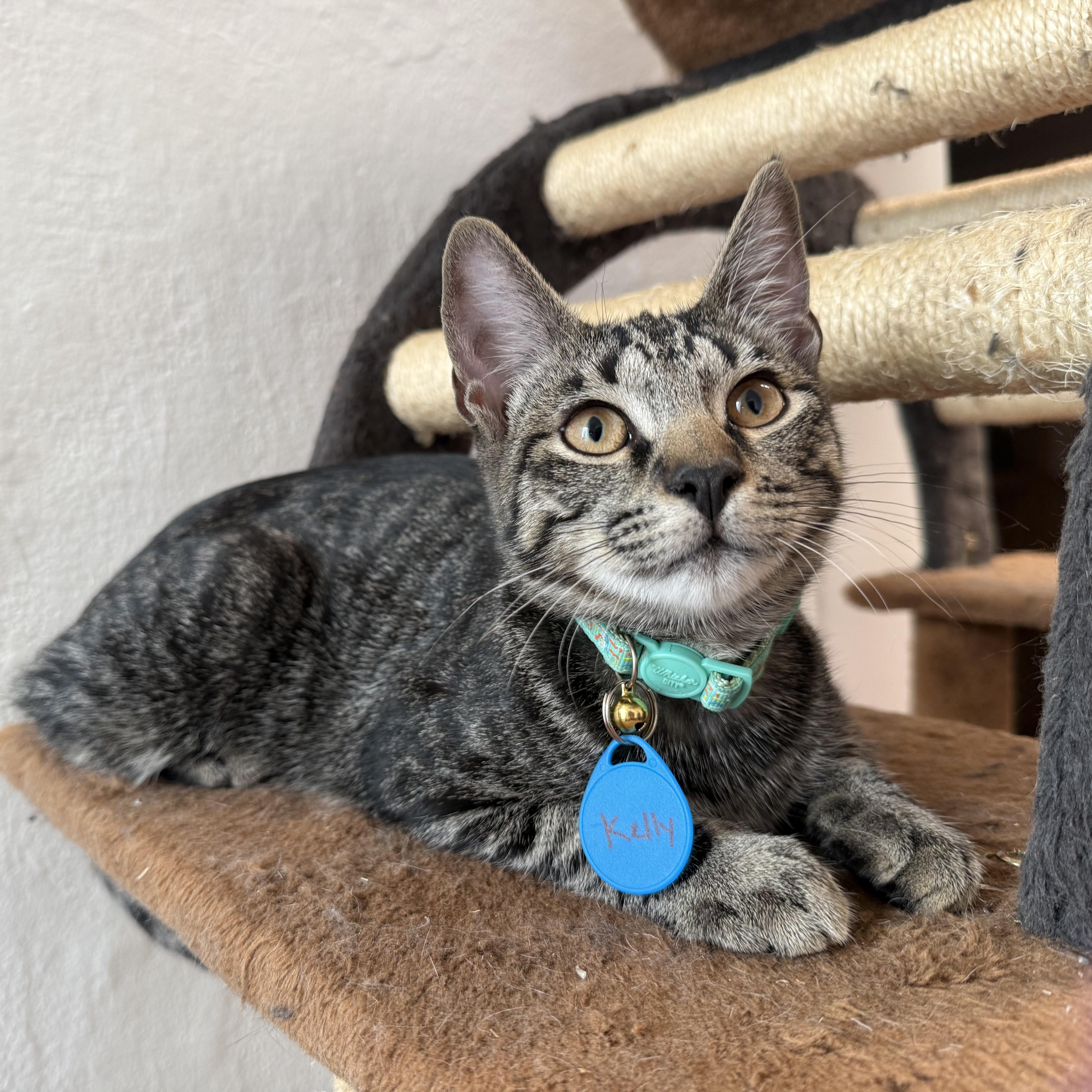 Enlarge Kelly, a Adoptable Domestic Short Hair in Syracuse, NY image 3/5