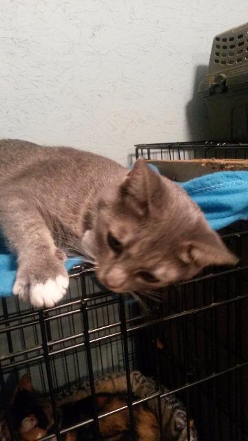 Harper, Adoptable, Senior Female Domestic Short Hair.