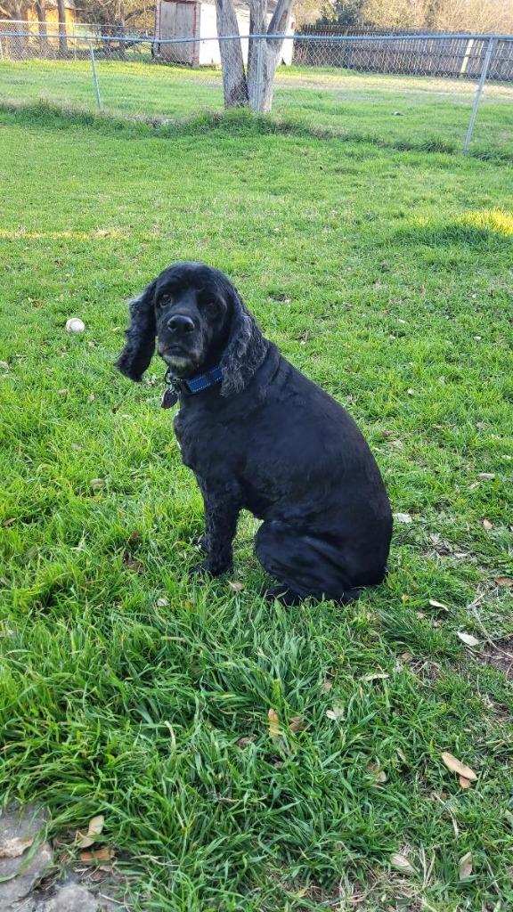 Snooper, Adoptable, Senior Male Cocker Spaniel.