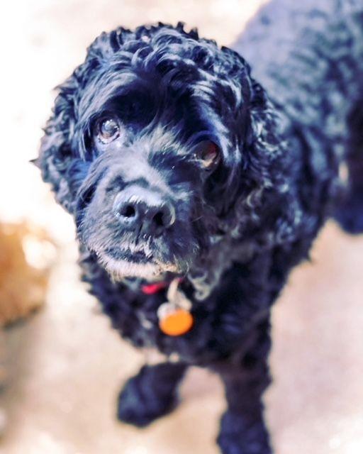 Enlarge Snooper, a Adoptable Cocker Spaniel in Austin, TX image 2/5