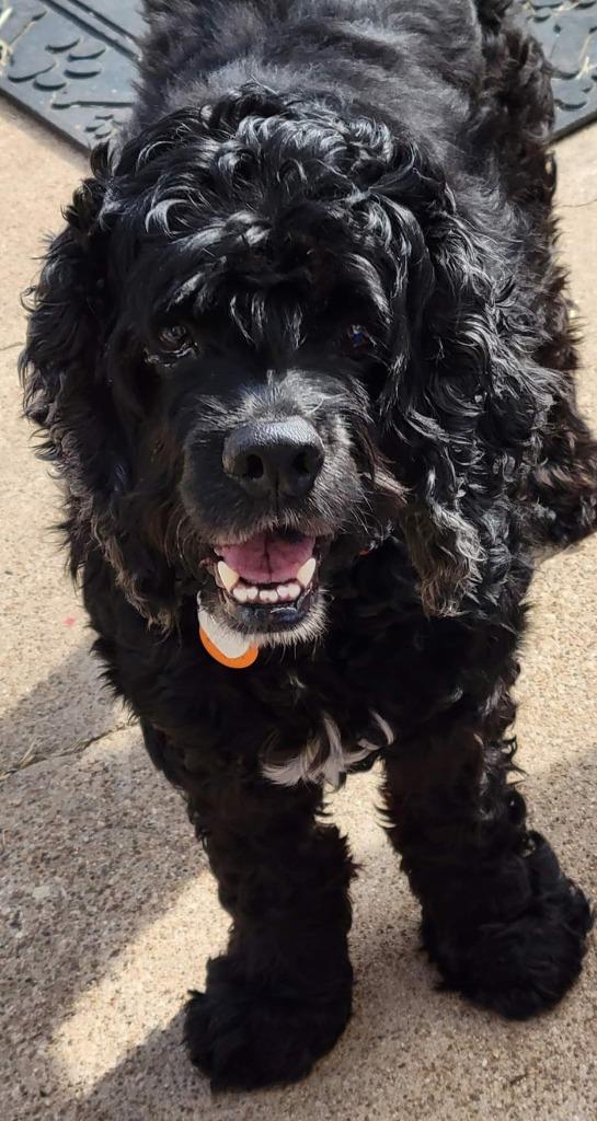 Enlarge Snooper, a Adoptable Cocker Spaniel in Austin, TX image 3/5