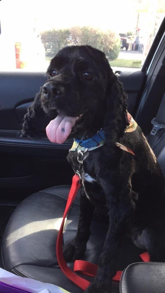 Enlarge Snooper, a Adoptable Cocker Spaniel in Austin, TX image 4/5