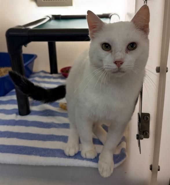 FREDDIE, Adoptable, Adult Male Domestic Short Hair.