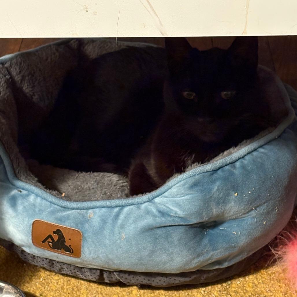 Goliath — thumbnail 2