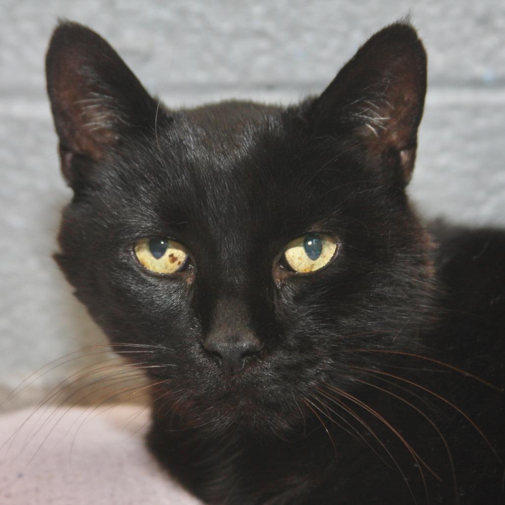 Goliath — thumbnail 3