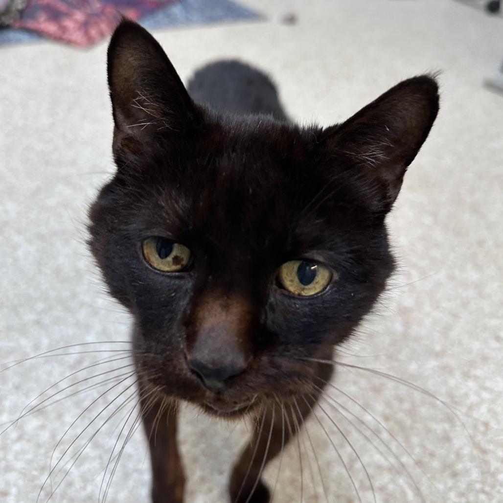 Goliath — thumbnail 4