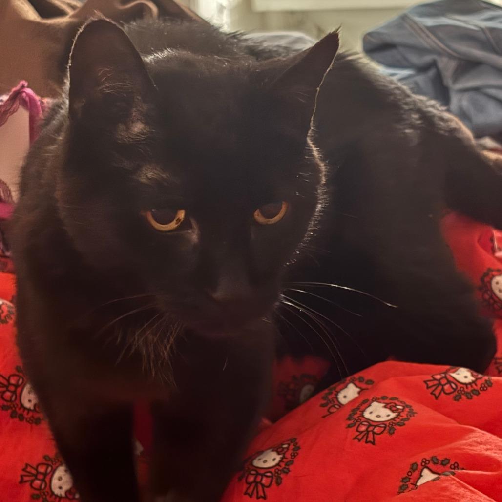 Goliath — thumbnail 5