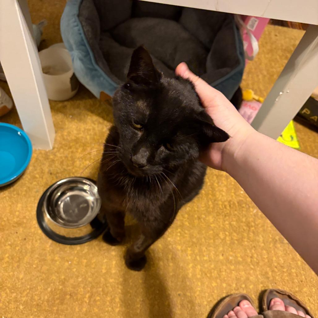 Goliath — thumbnail 6