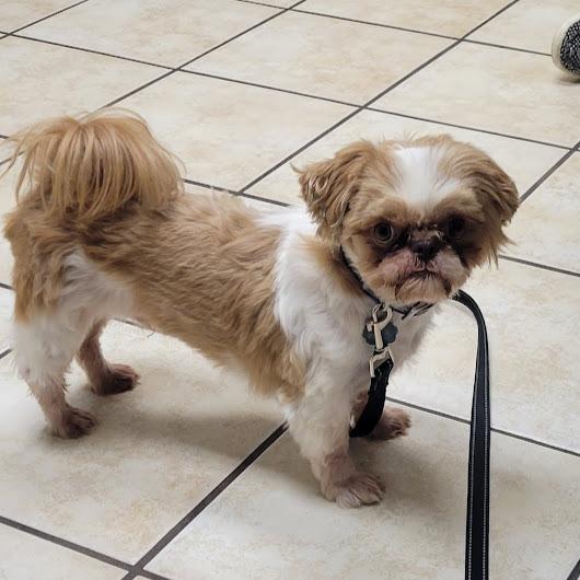 Enlarge Duke, a Adoptable Shih Tzu in Grand Island, NE image 1/2