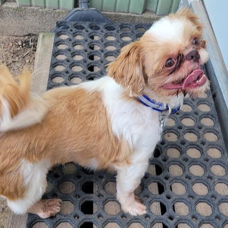 Enlarge Duke, a Adoptable Shih Tzu in Grand Island, NE image 2/2