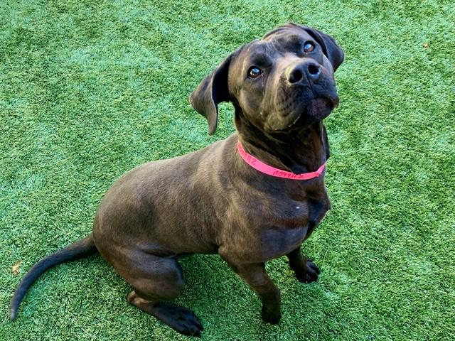 MONA, Adoptable, Adult Female Pit Bull Terrier & Mixed Breed.